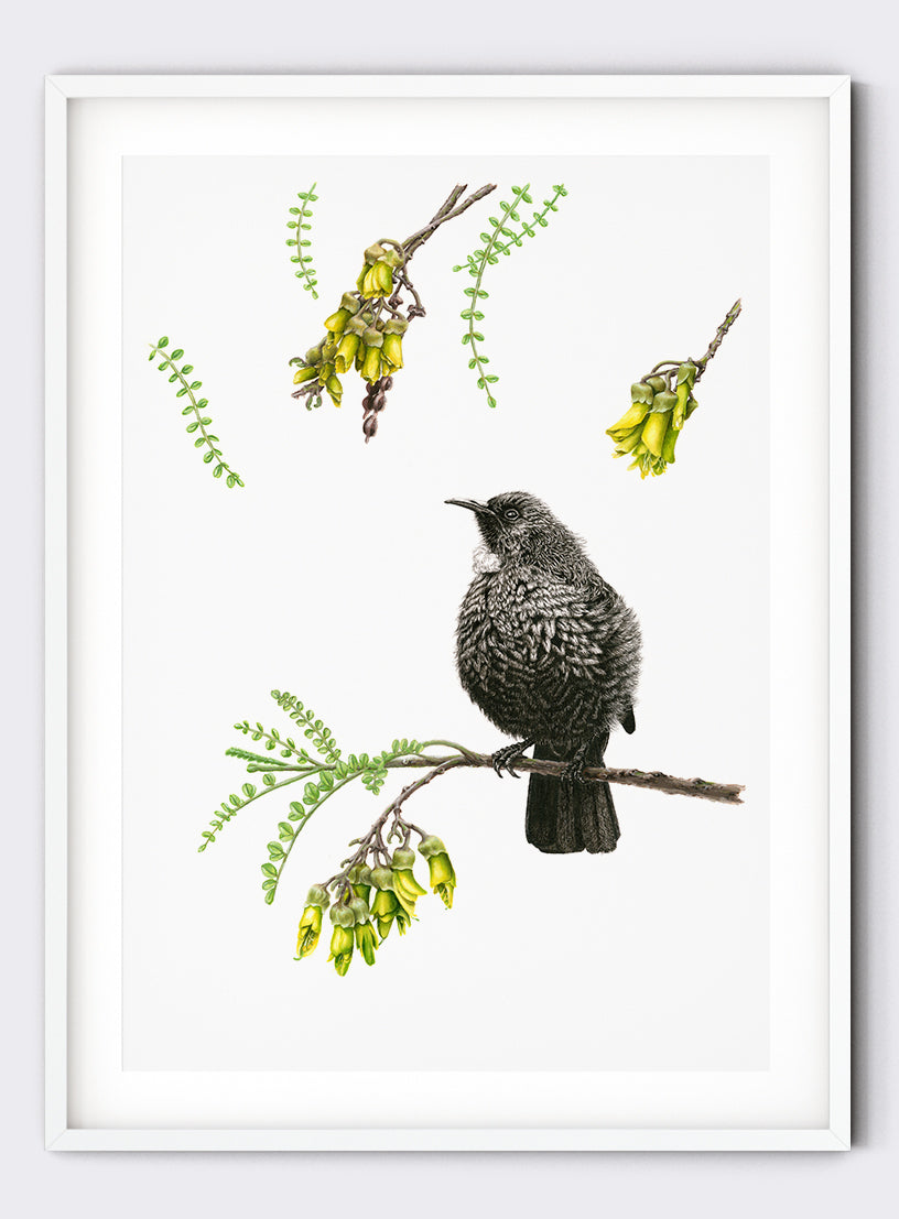 Tui on Kowhai - Giclée Print