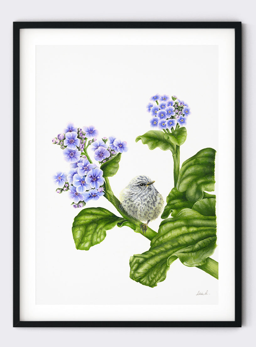 Rifleman on Chatham Island Lily - Giclée Print