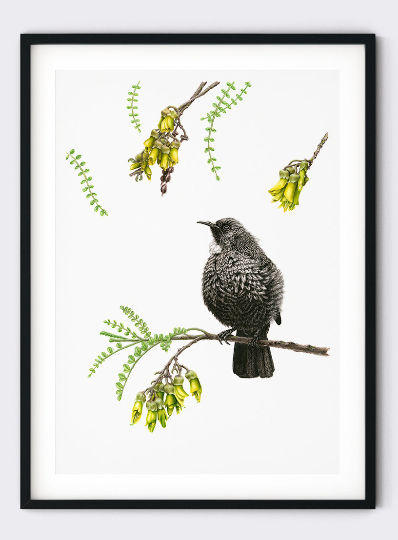 Tui on Kowhai - Giclée Print