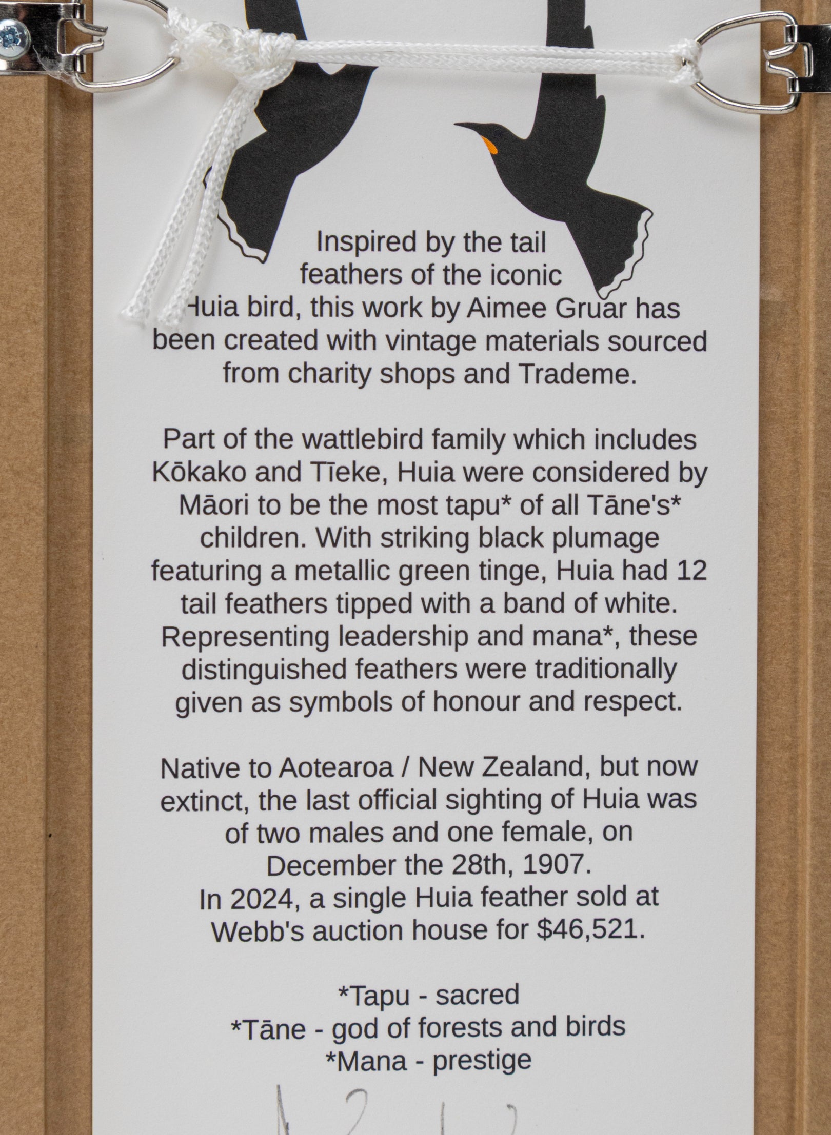 Single Huia Feather Framed