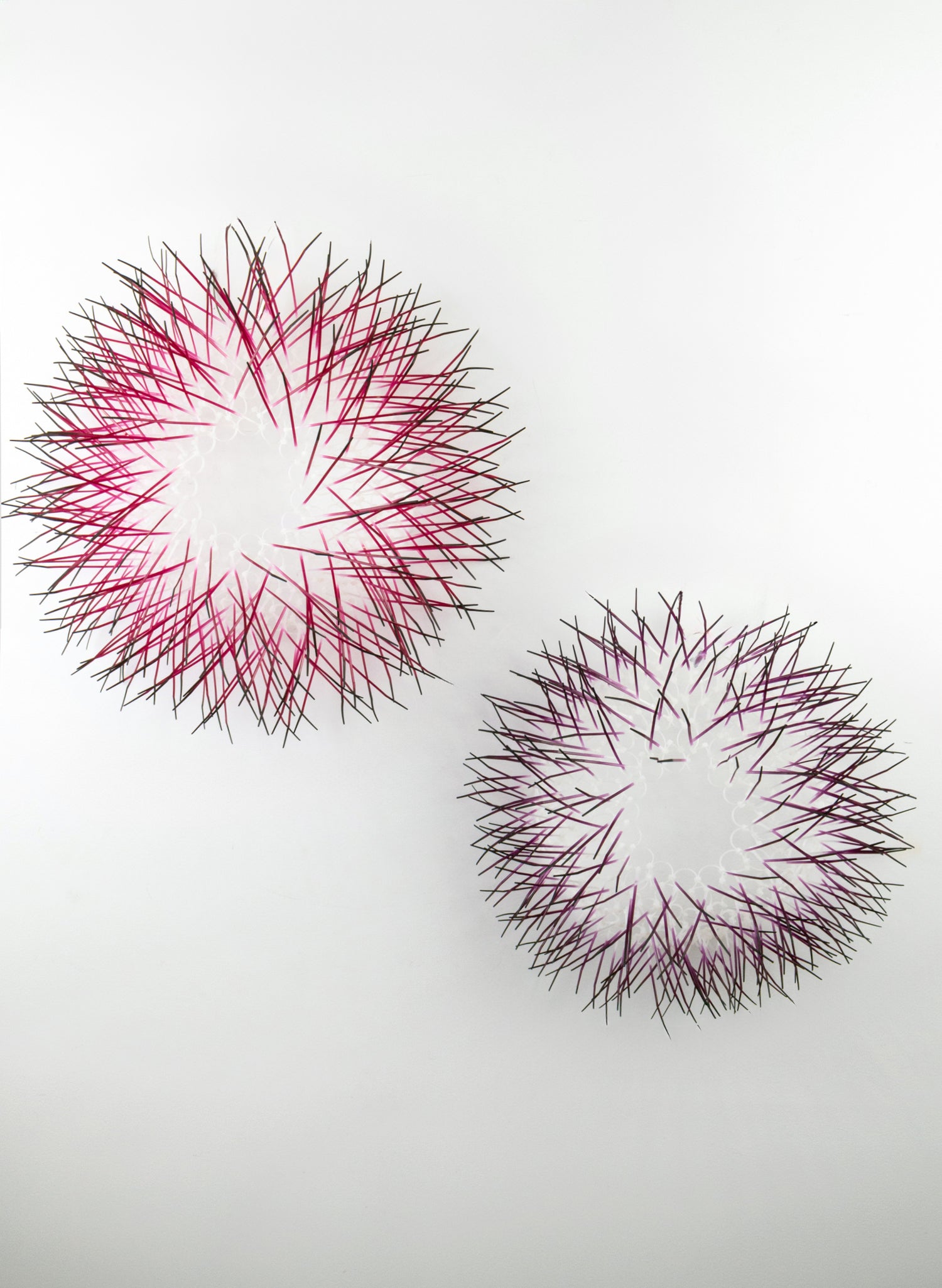 Large Kina - Fuschia