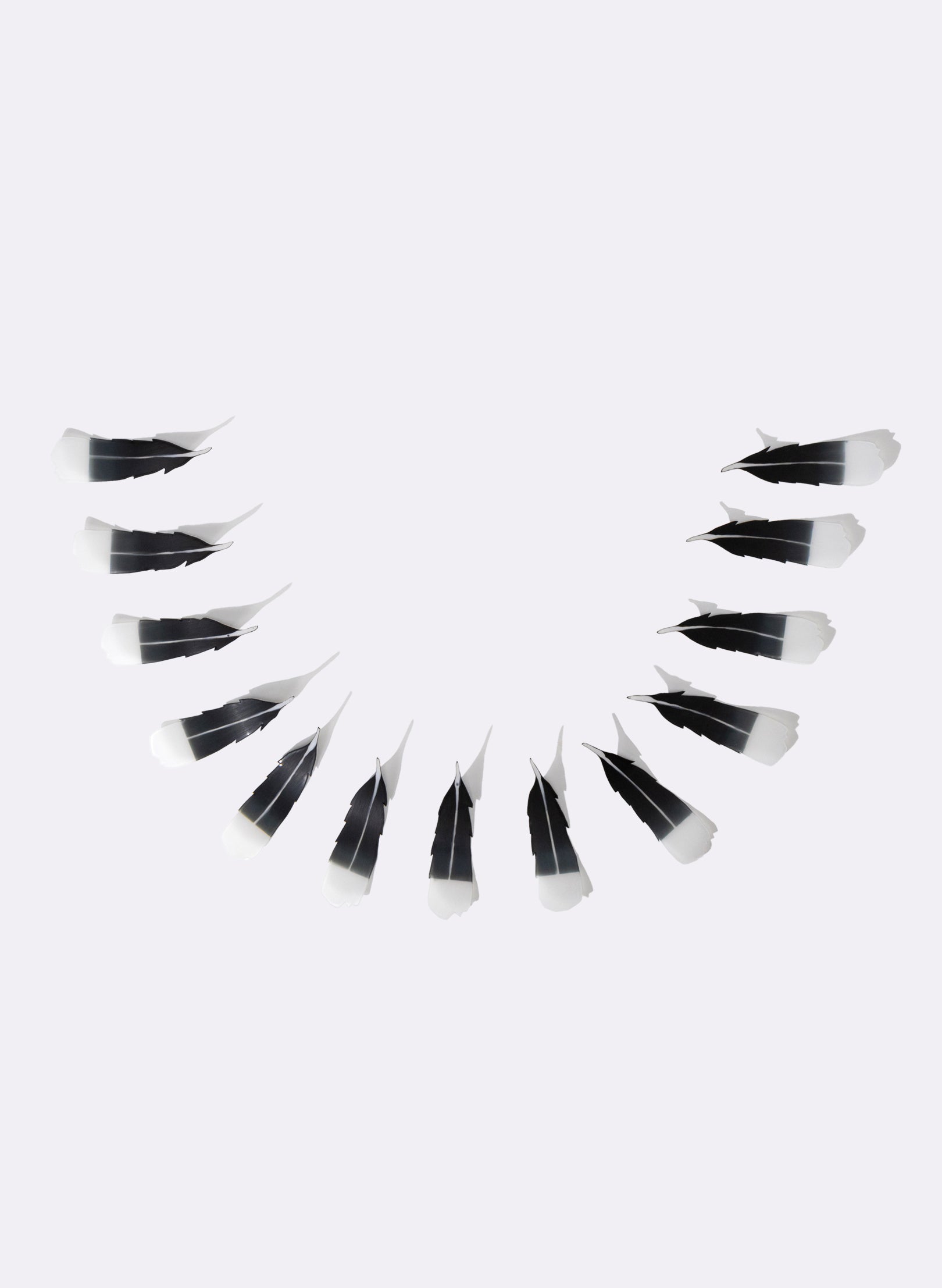 13 Huia Feathers
