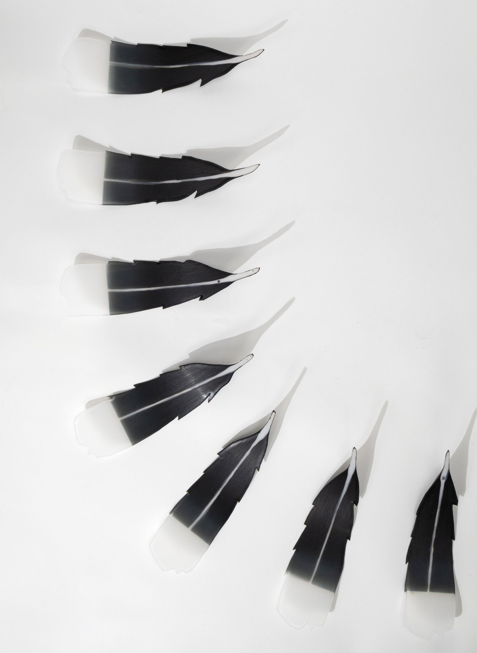 13 Huia Feathers