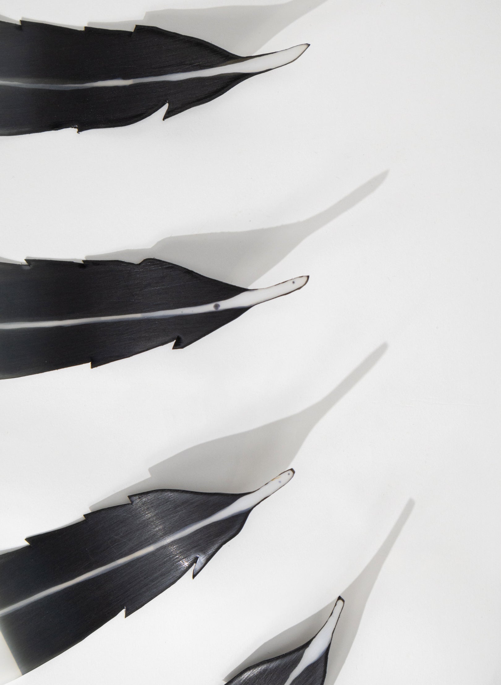 13 Huia Feathers