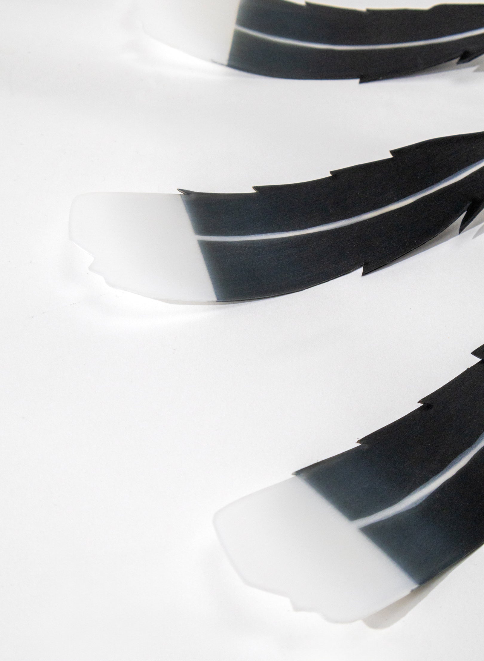 13 Huia Feathers
