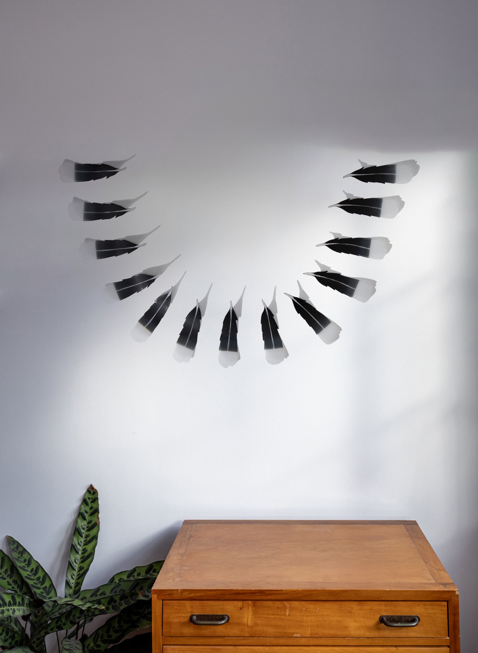 13 Huia Feathers