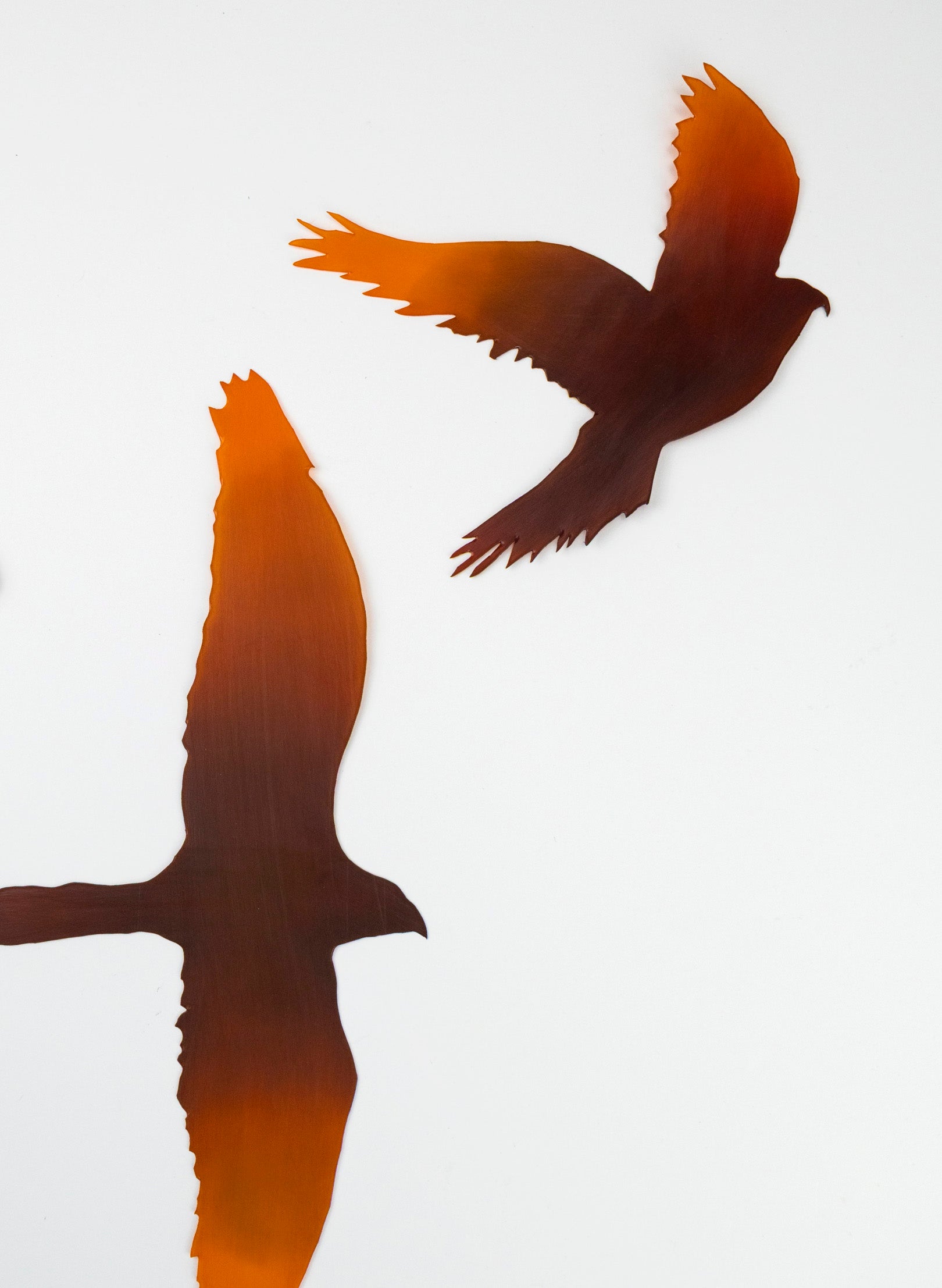 Kārearea Flock