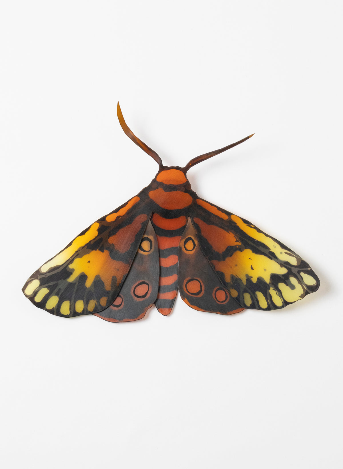 Tiger Moth