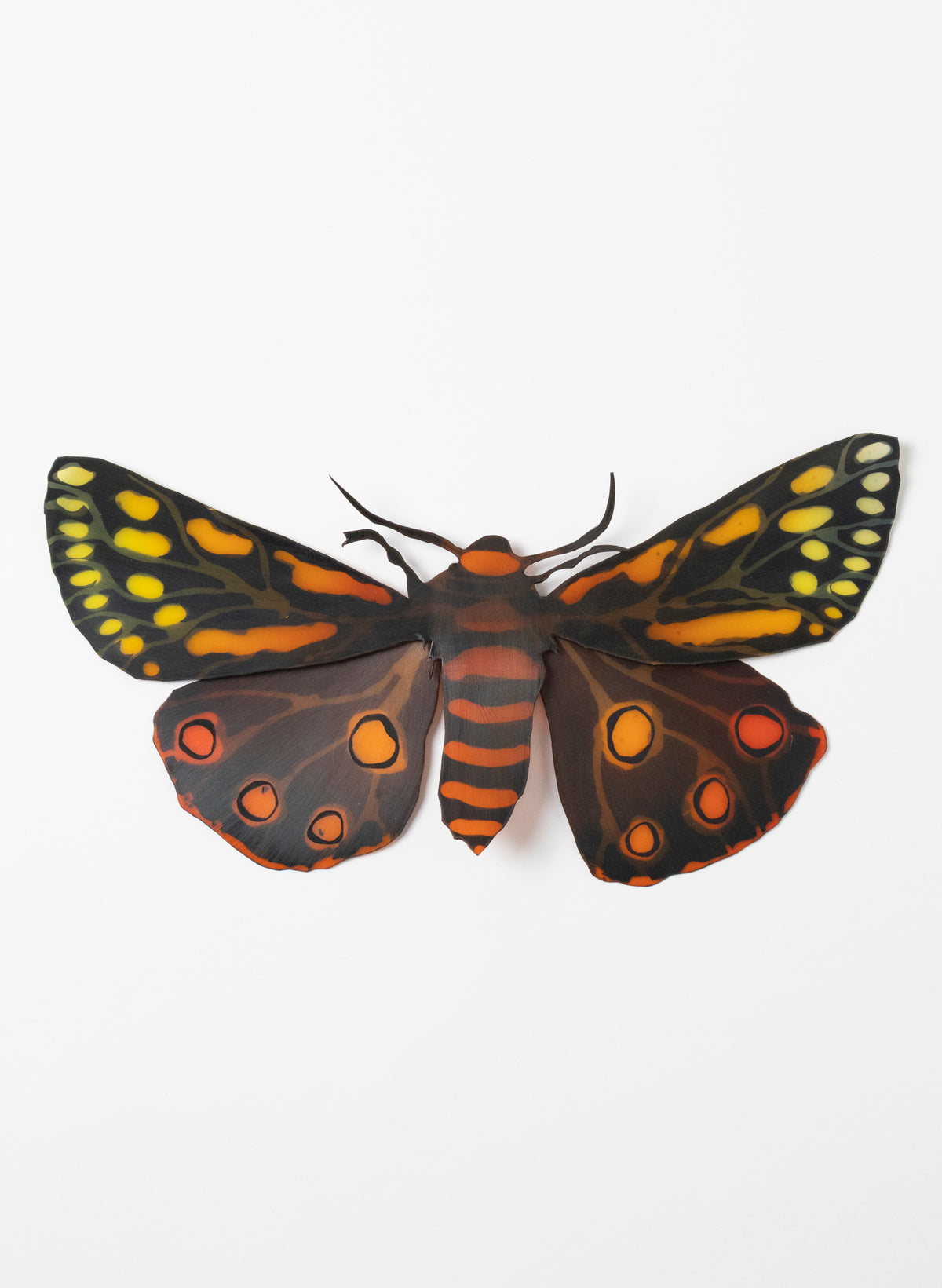 Tiger Moth