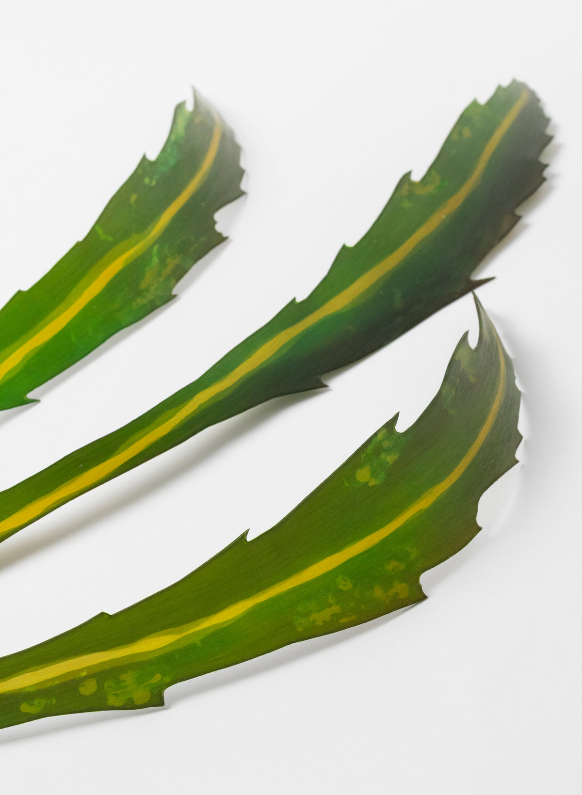 Lancewood Leaf - Small