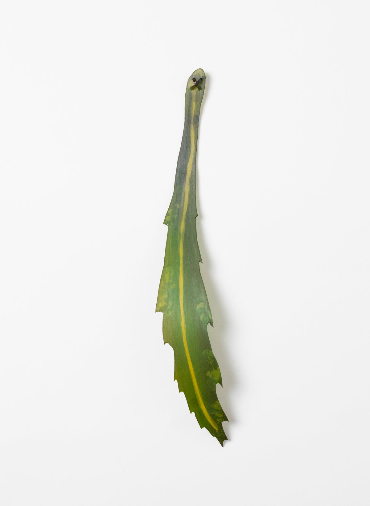 Lancewood Leaf - Small