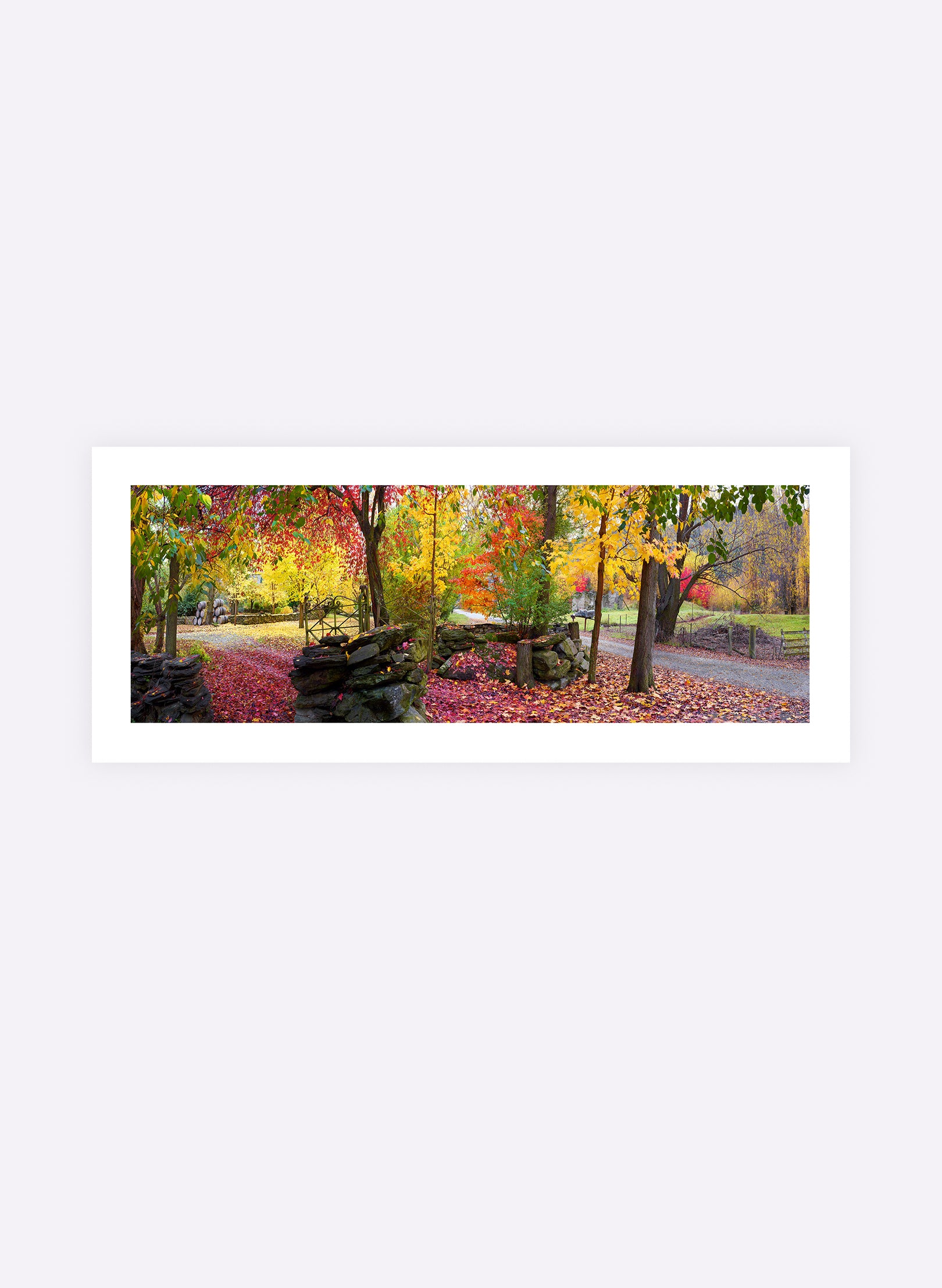 Autumn Symphony - Photographic Print