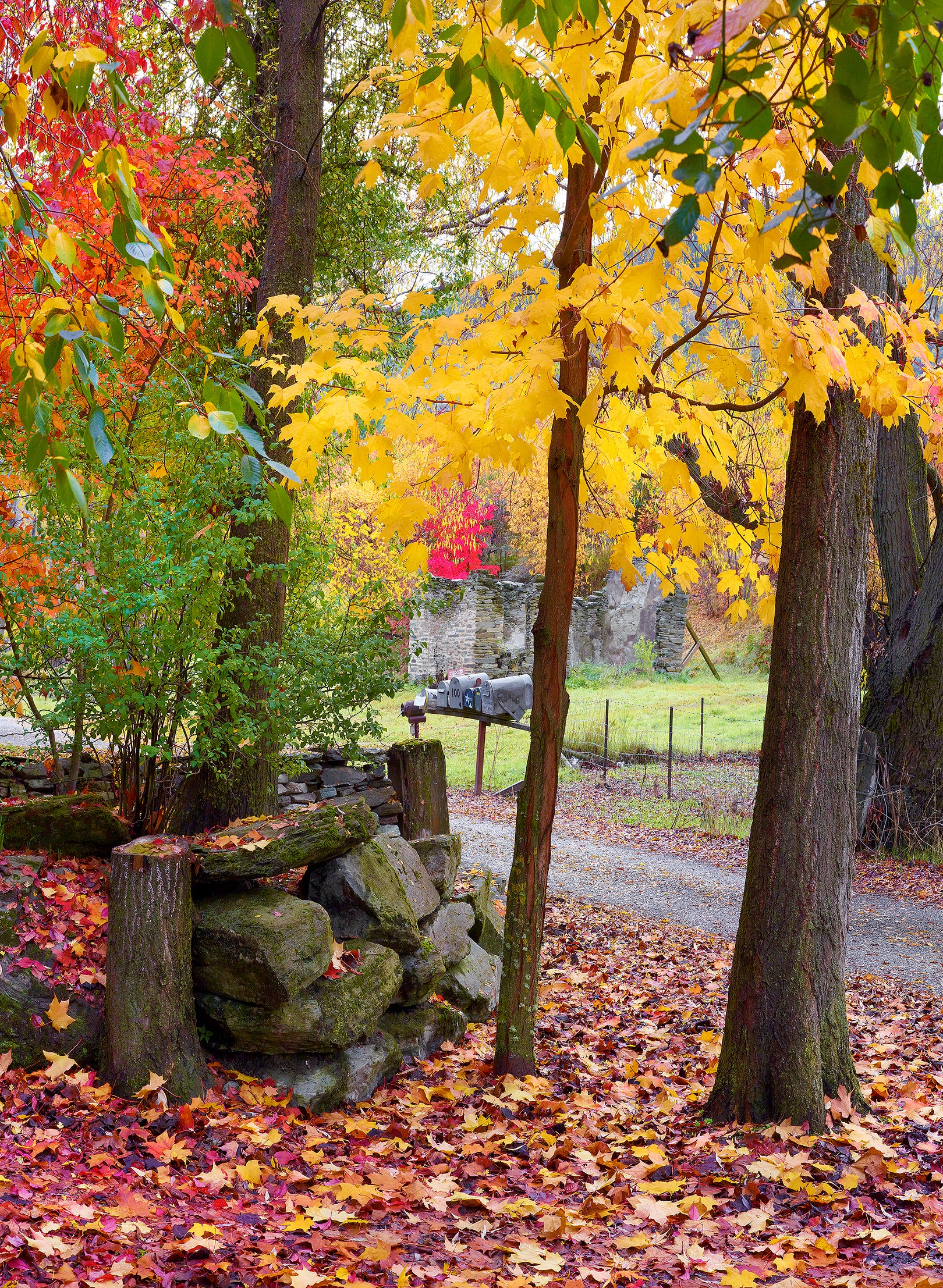 Autumn Symphony - Photographic Print