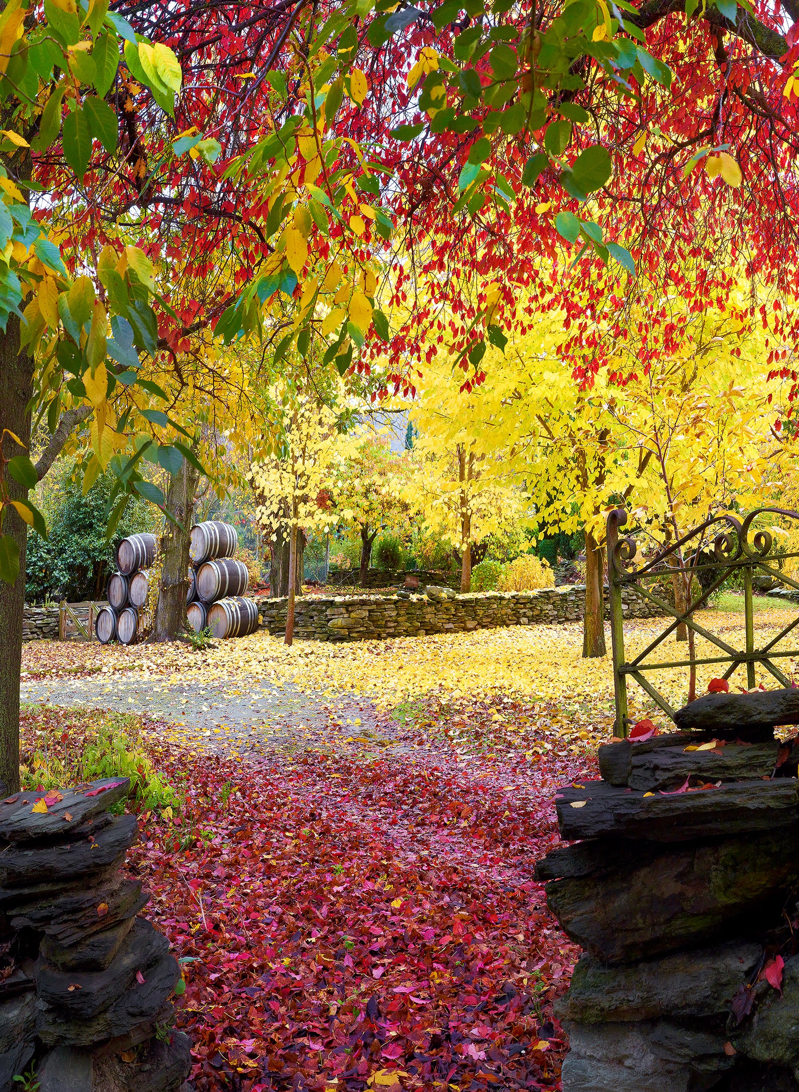 Autumn Symphony - Photographic Print