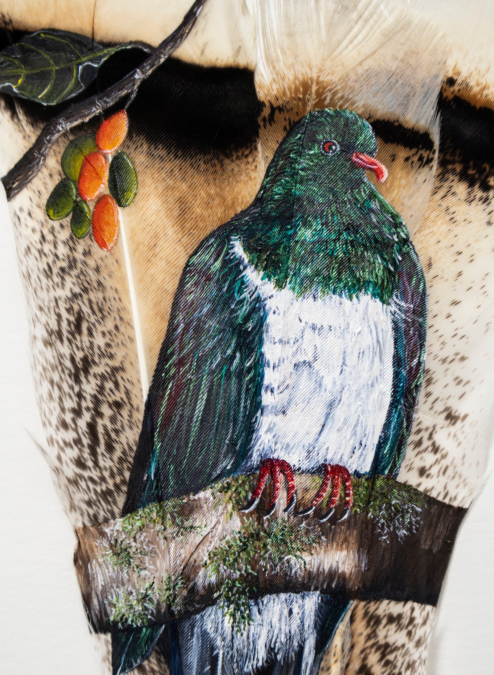 NZ Wood Pigeon Kererū - Framed