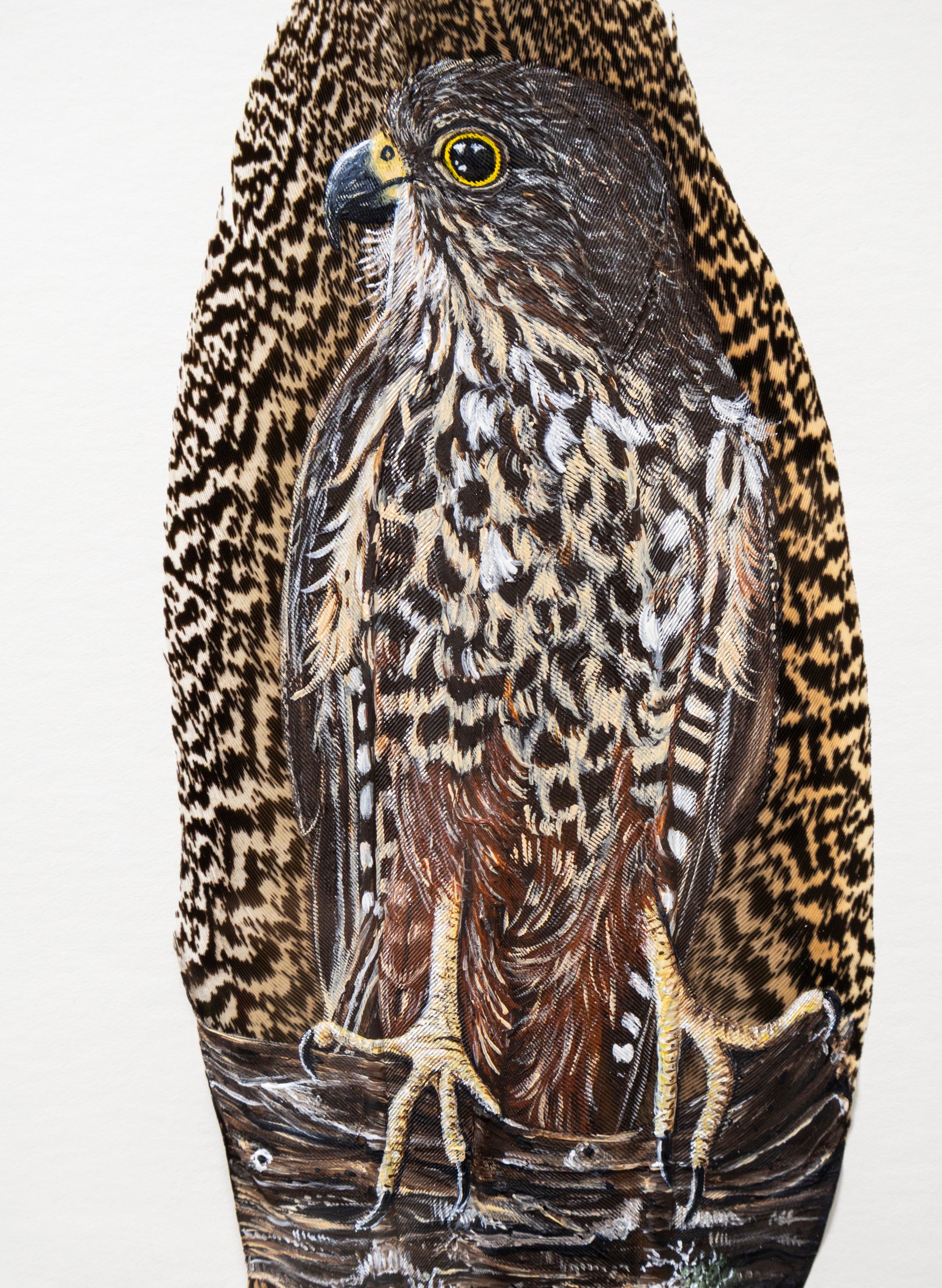 NZ Falcon Kārearea - Framed