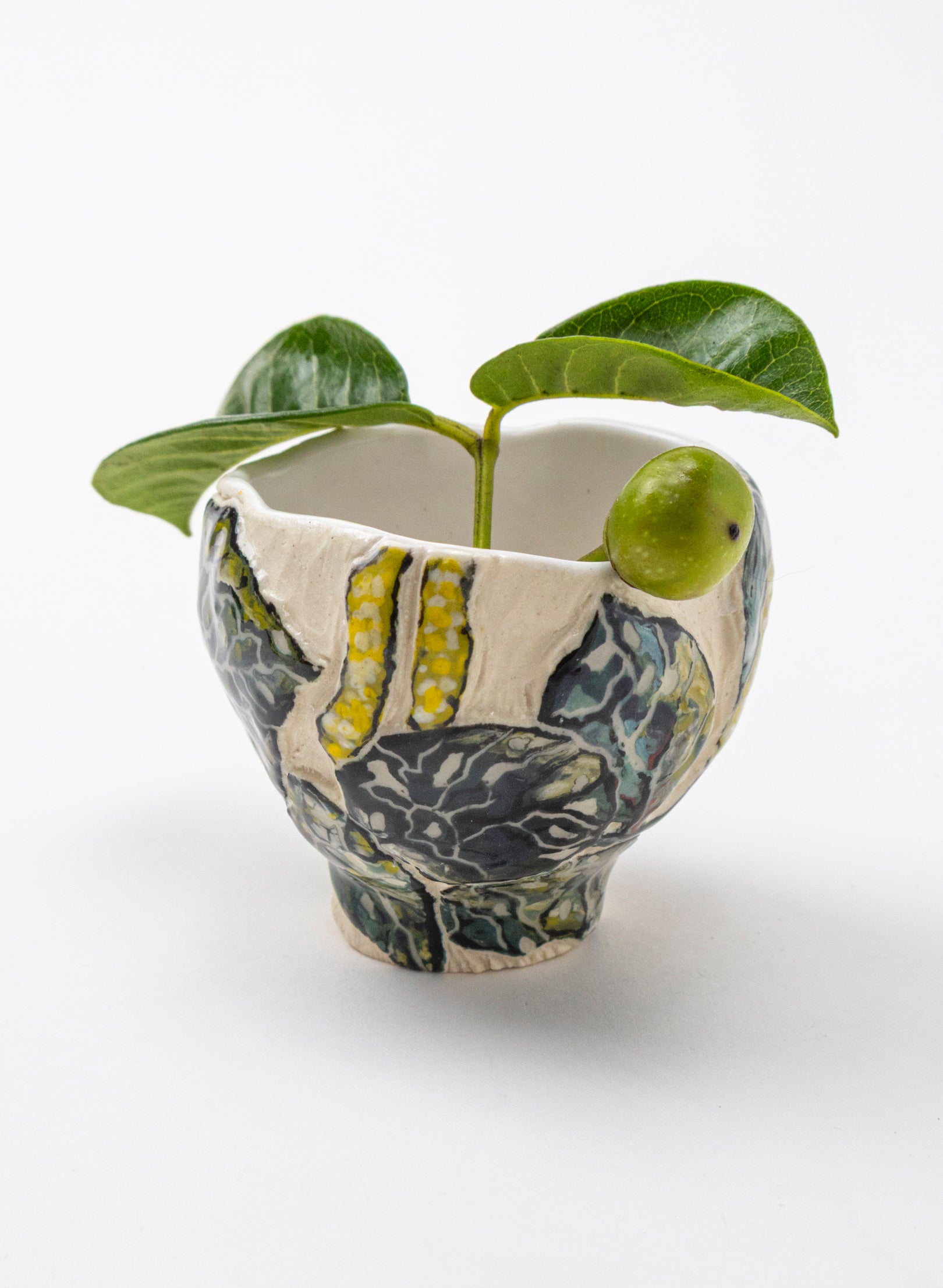 Kawakawa Curio - xsml