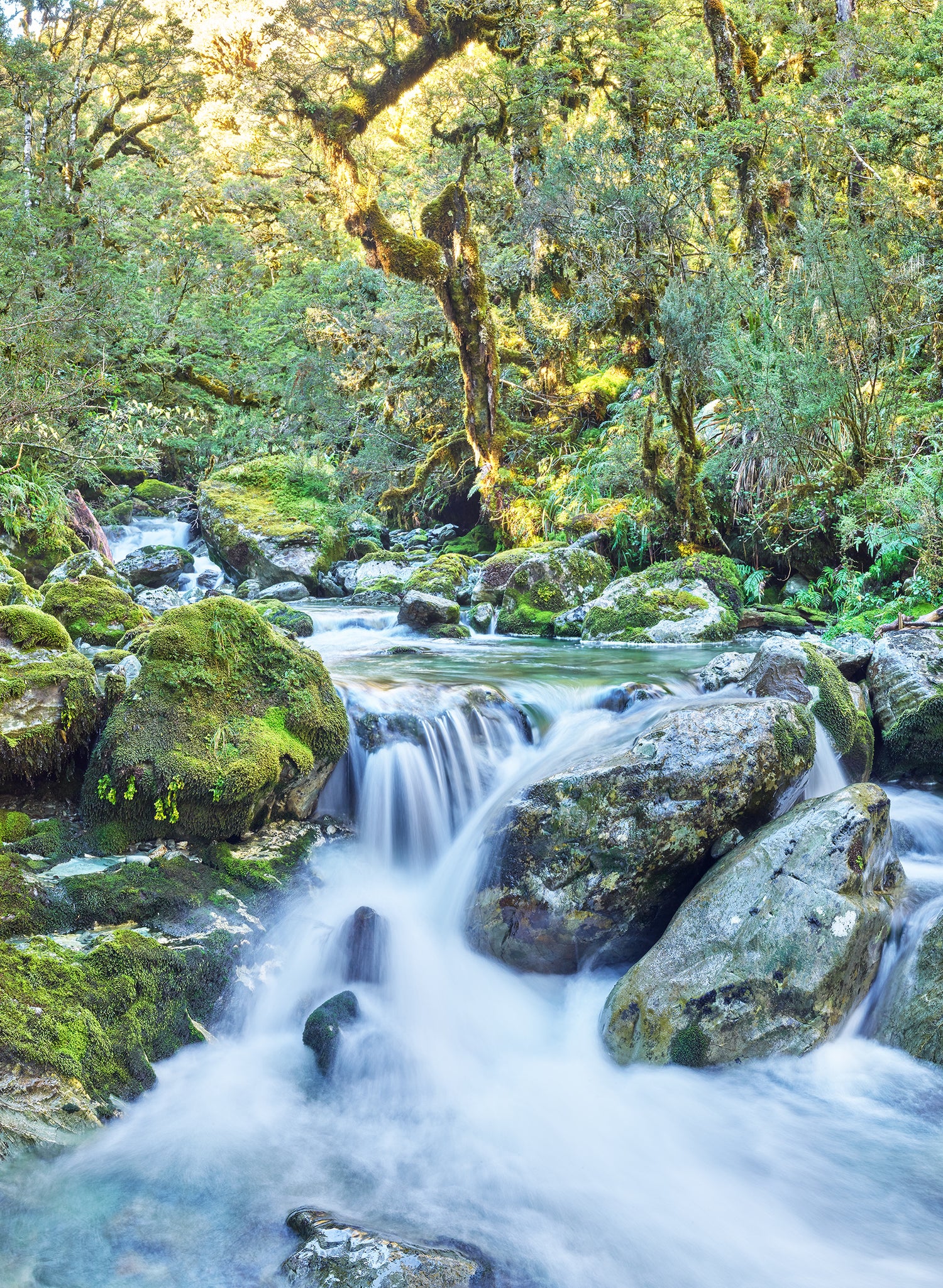 Harmony - Photographic Print