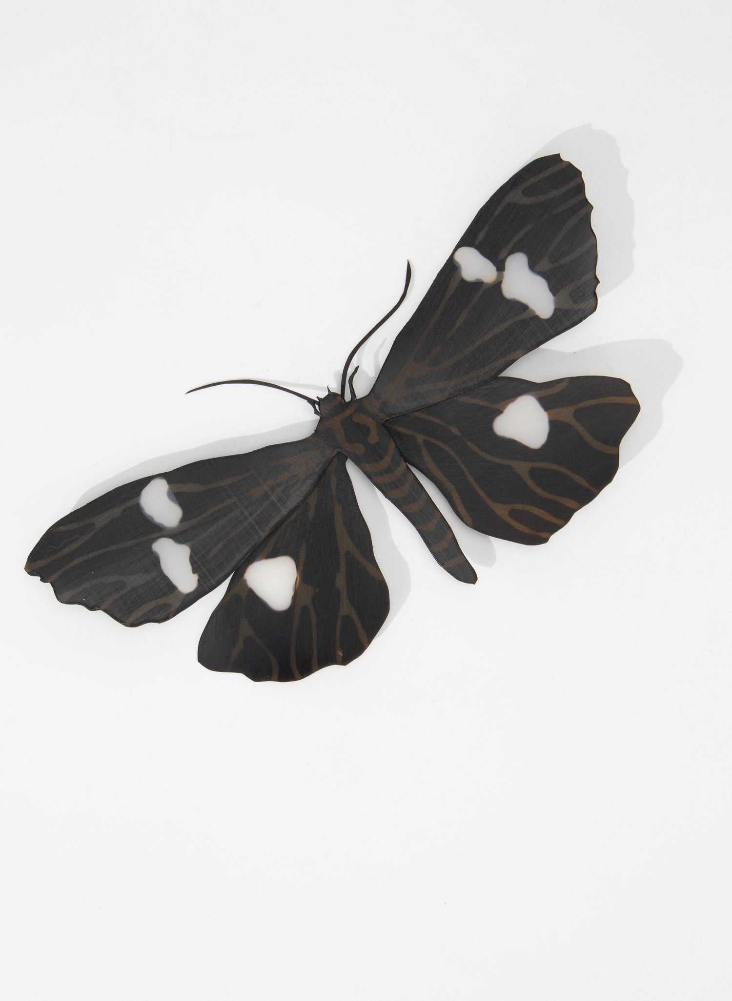 Magpie Moths (Black/White)