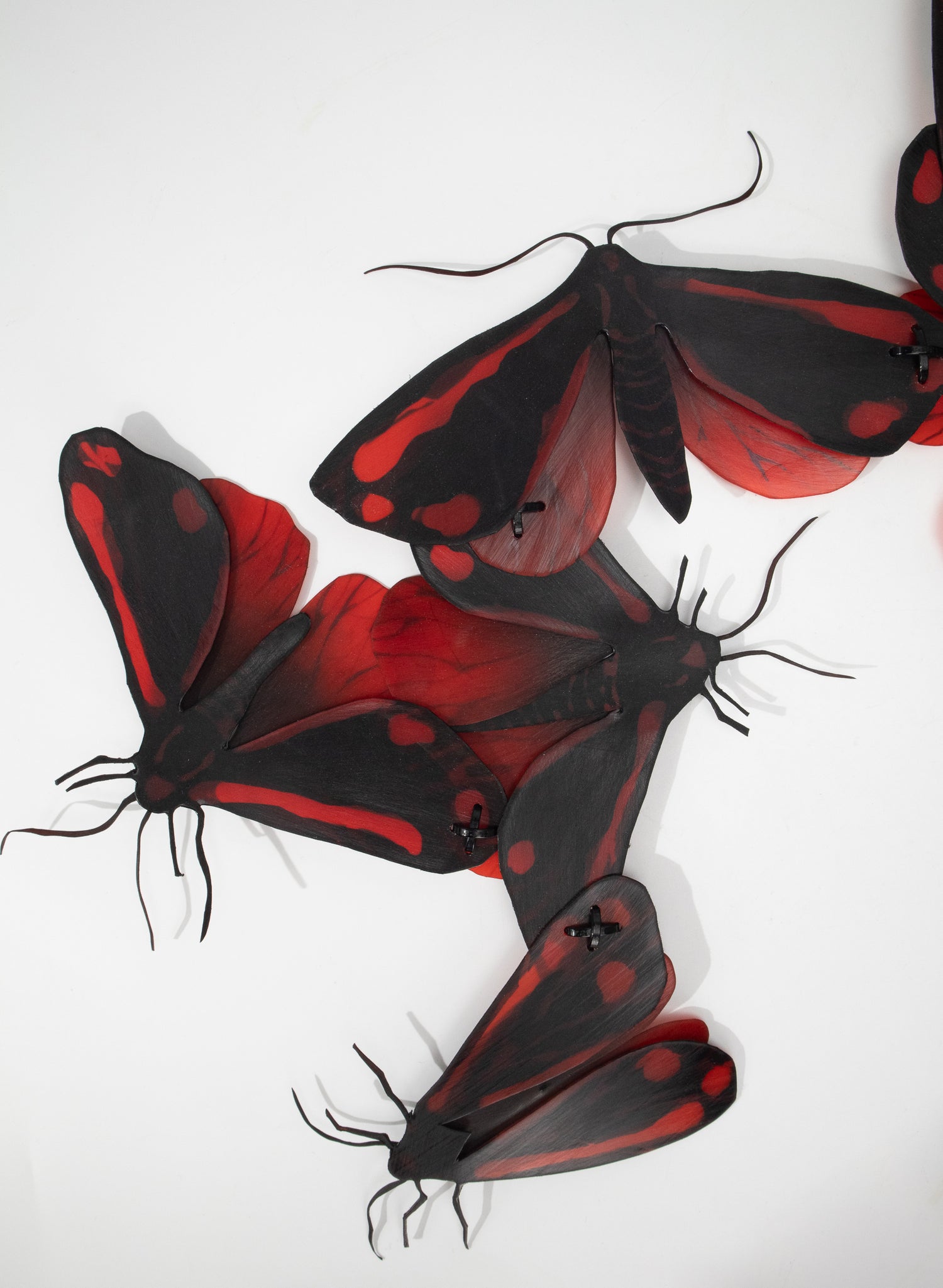 Cinnabar Moths (Red/Black)