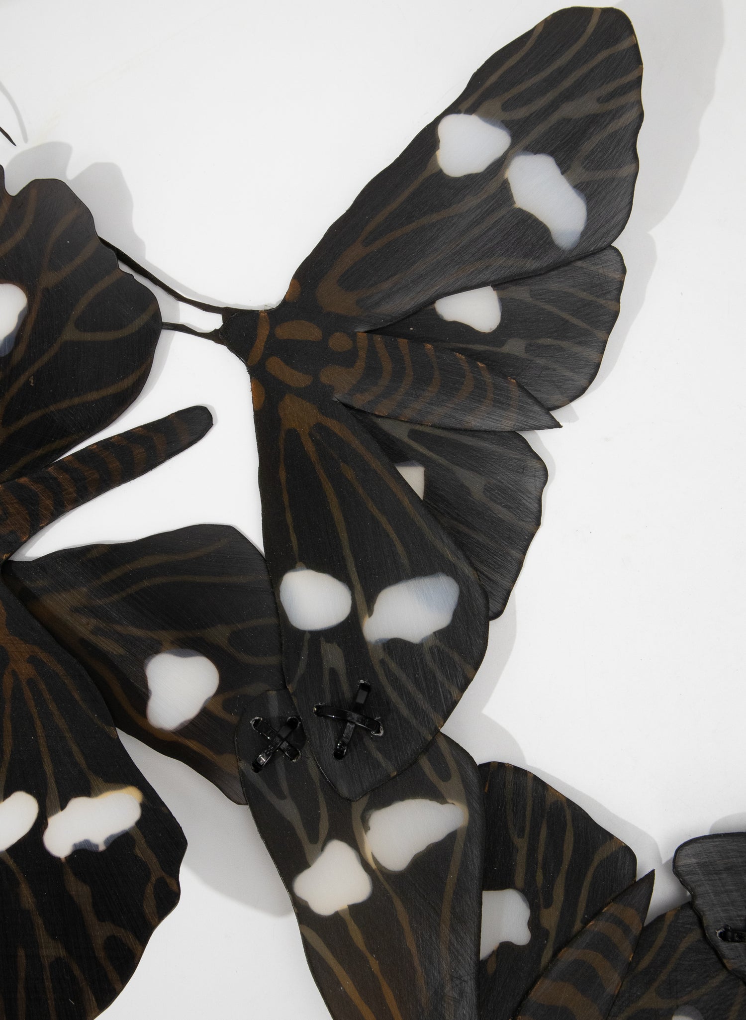 Magpie Moths (Black/White)