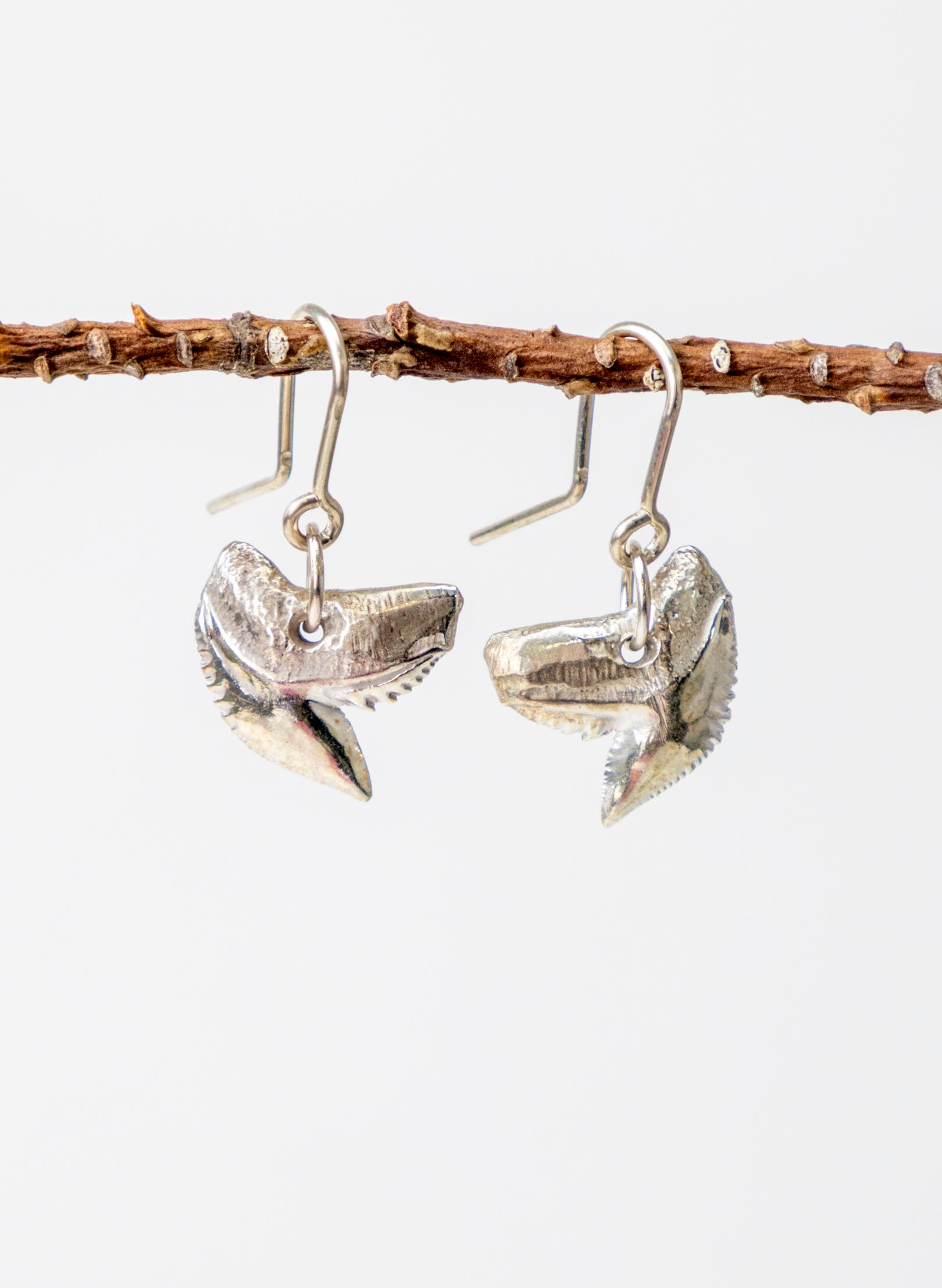 Tiger Shark Tooth Earrings