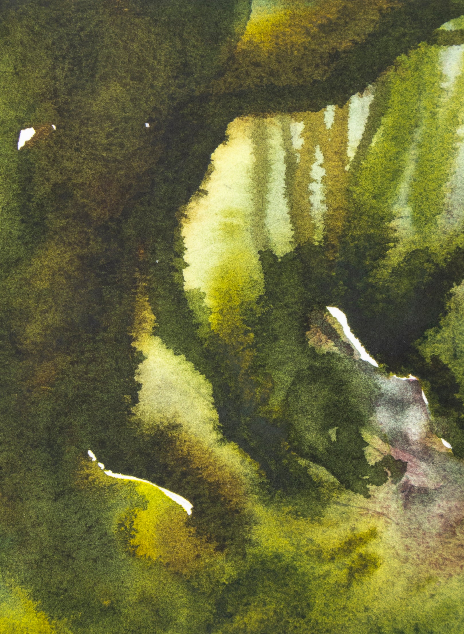 Ancient Beech Lake Mackenzie