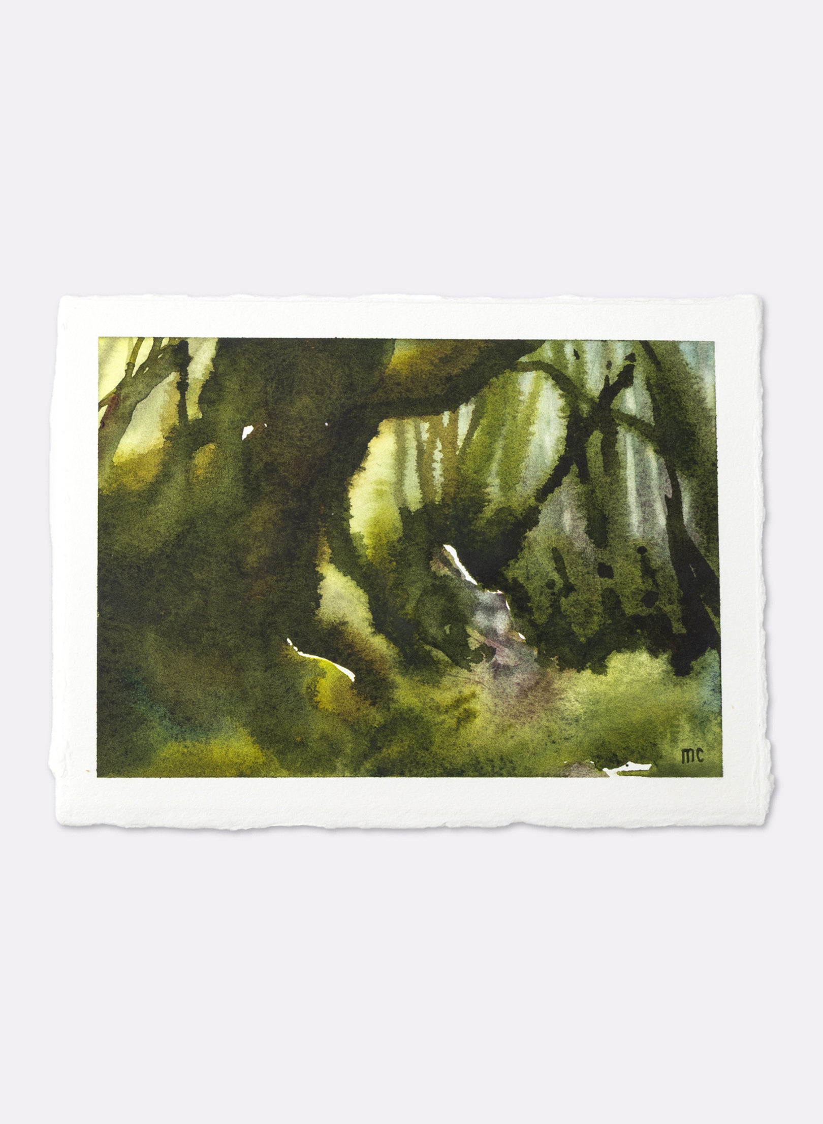 Ancient Beech Lake Mackenzie