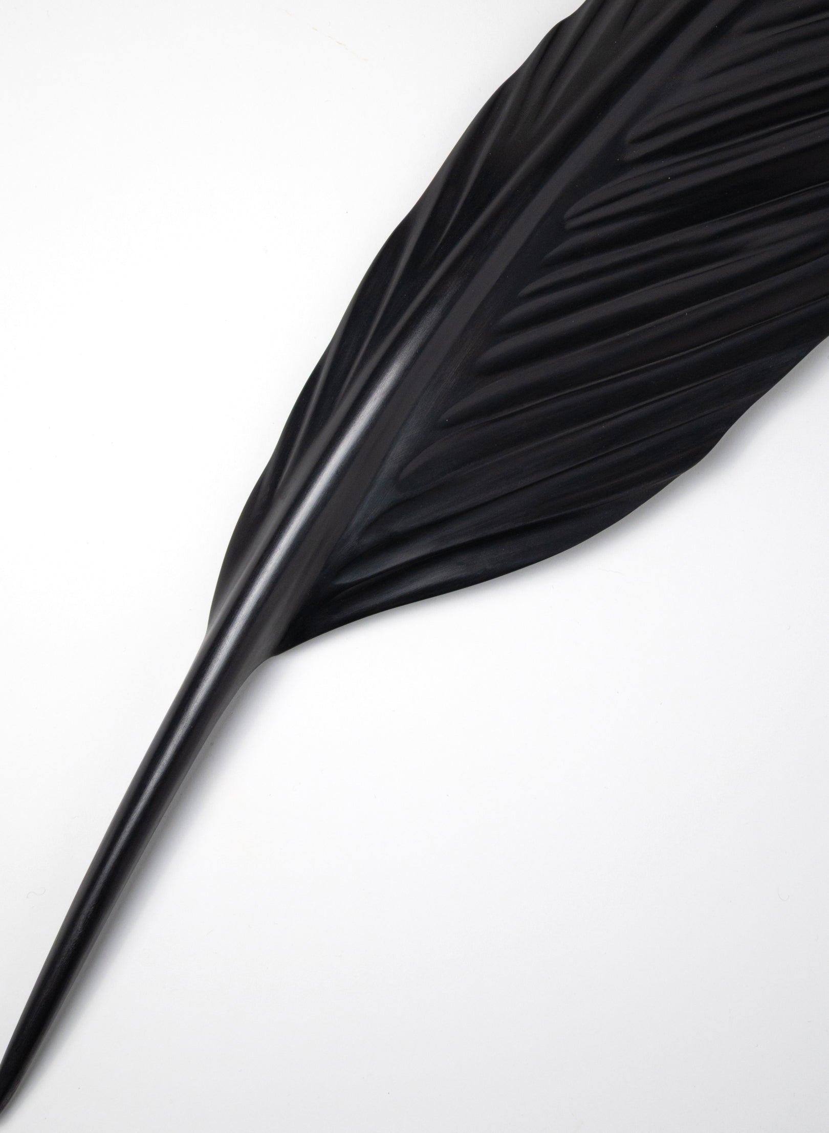 Tūī Feather Swamp Kauri 775mm