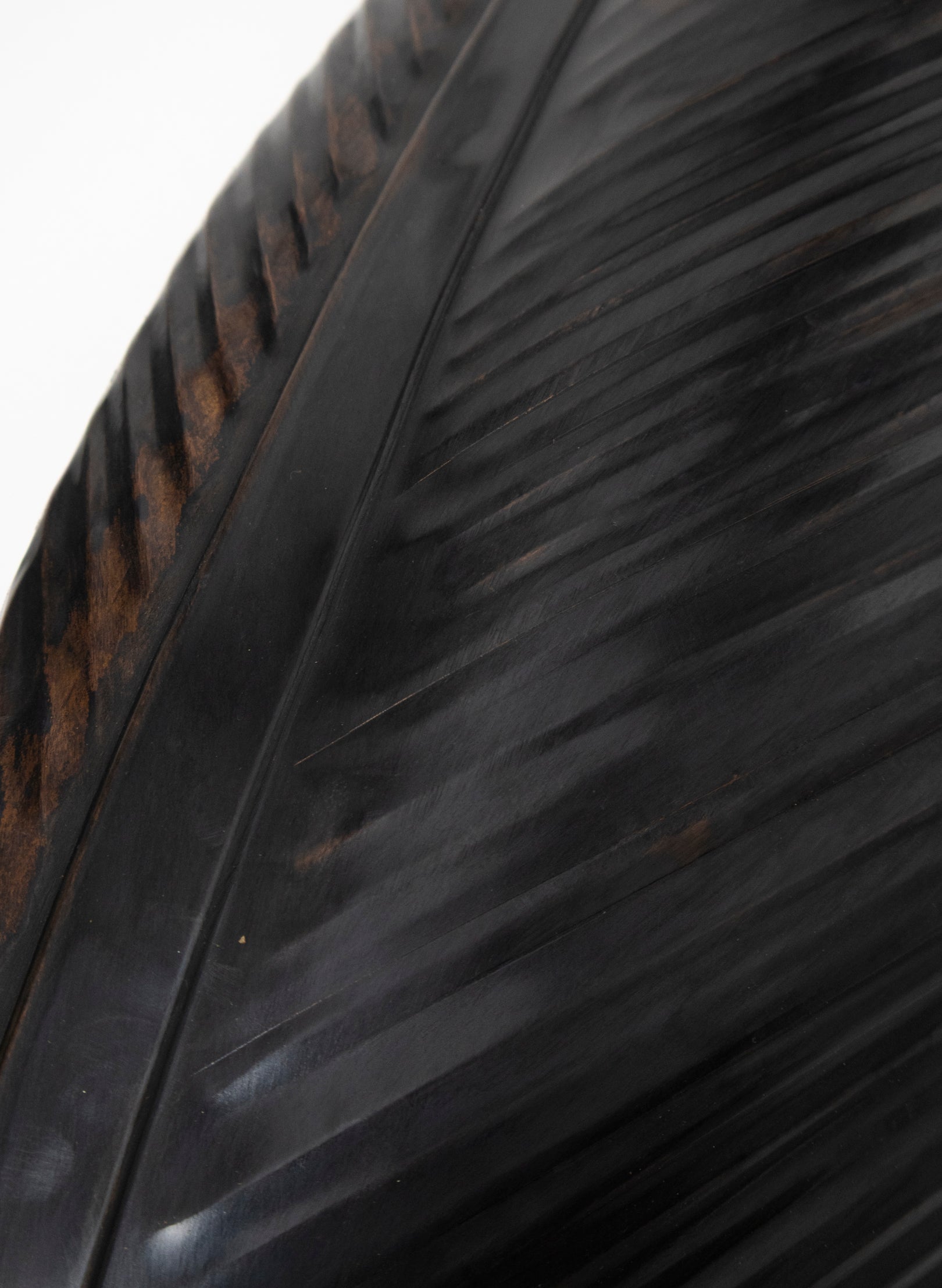 Tūī Copper Feather 1370mm