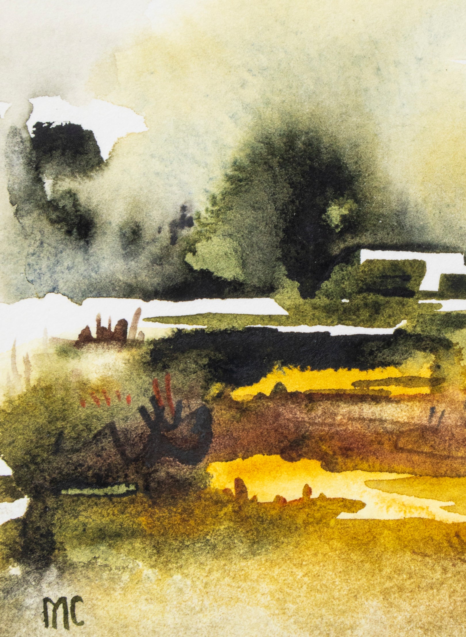 Mangrove Study