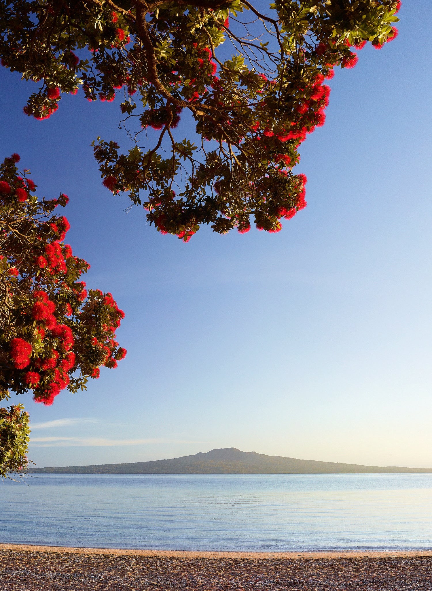 Morning Glory - Photographic Print