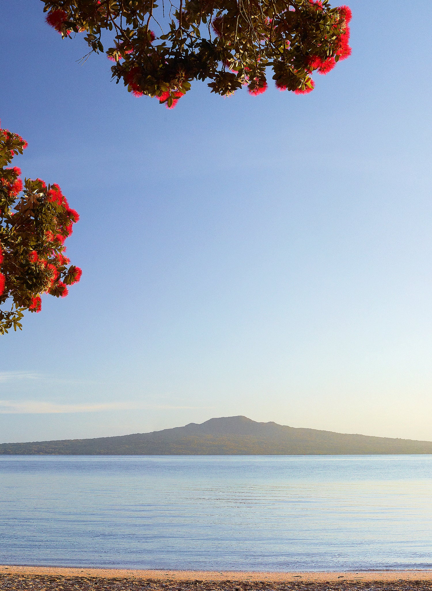 Morning Glory - Photographic Print