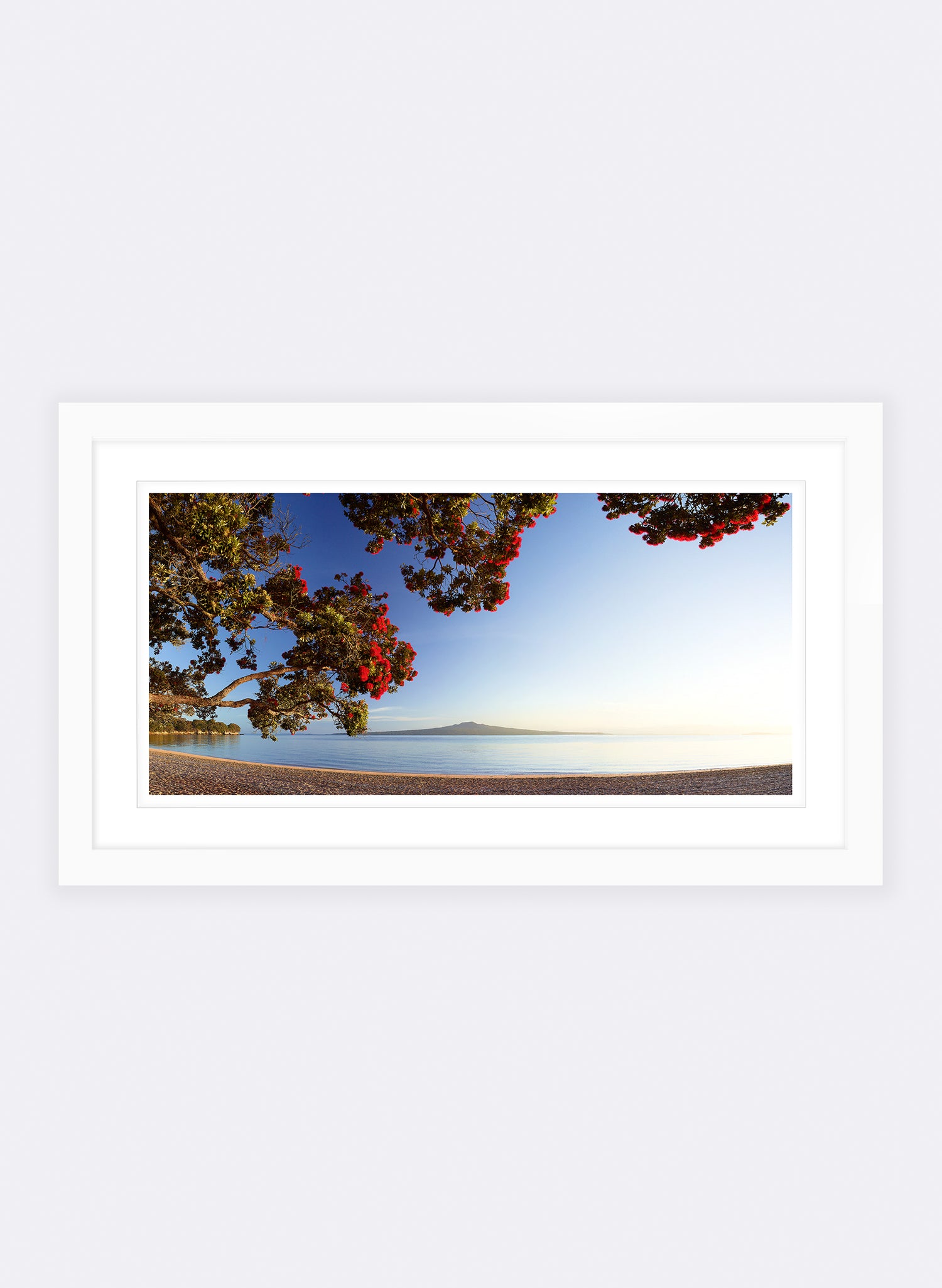 Morning Glory - Photographic Print