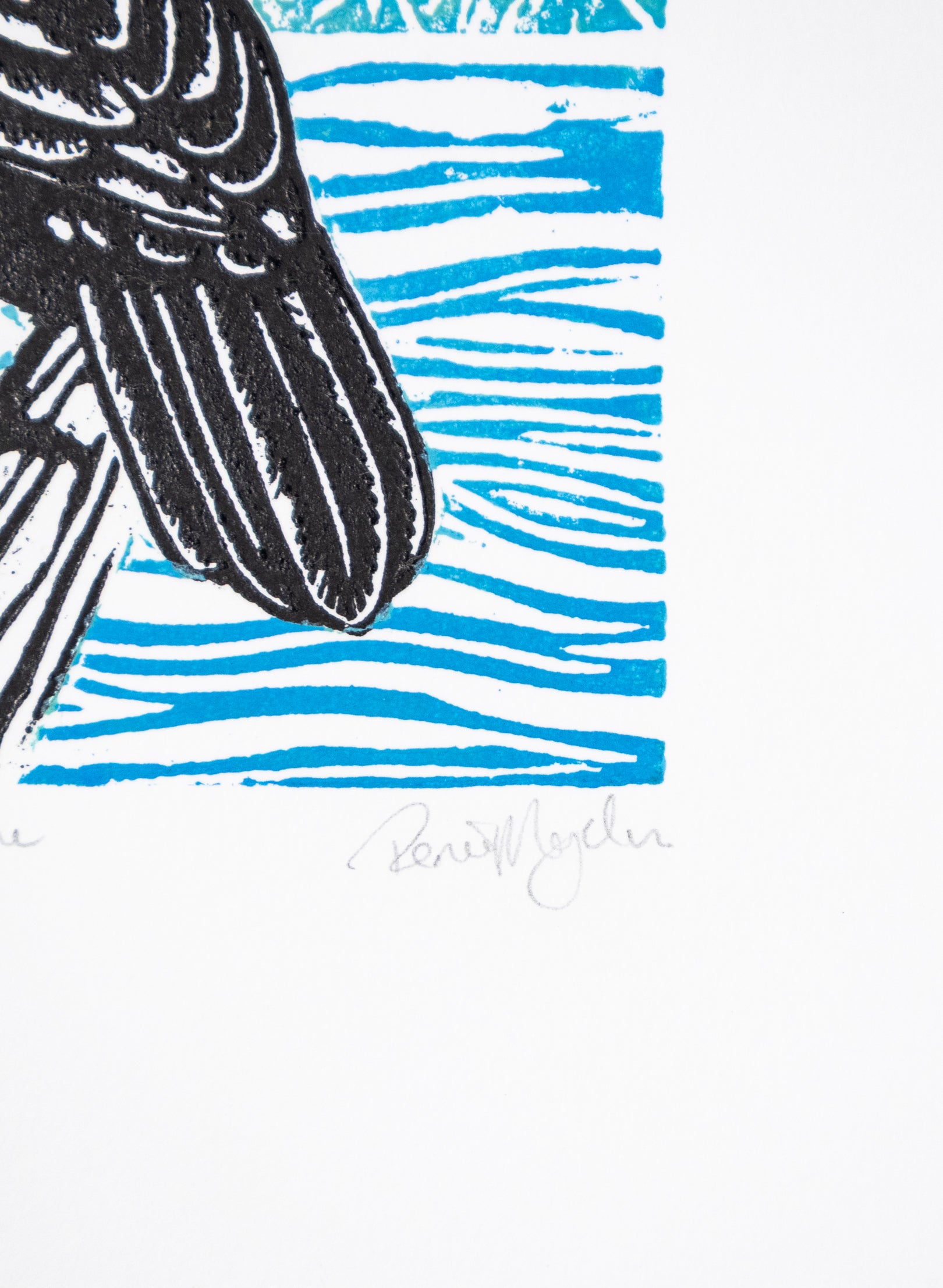 Tūī On Blue 3/11