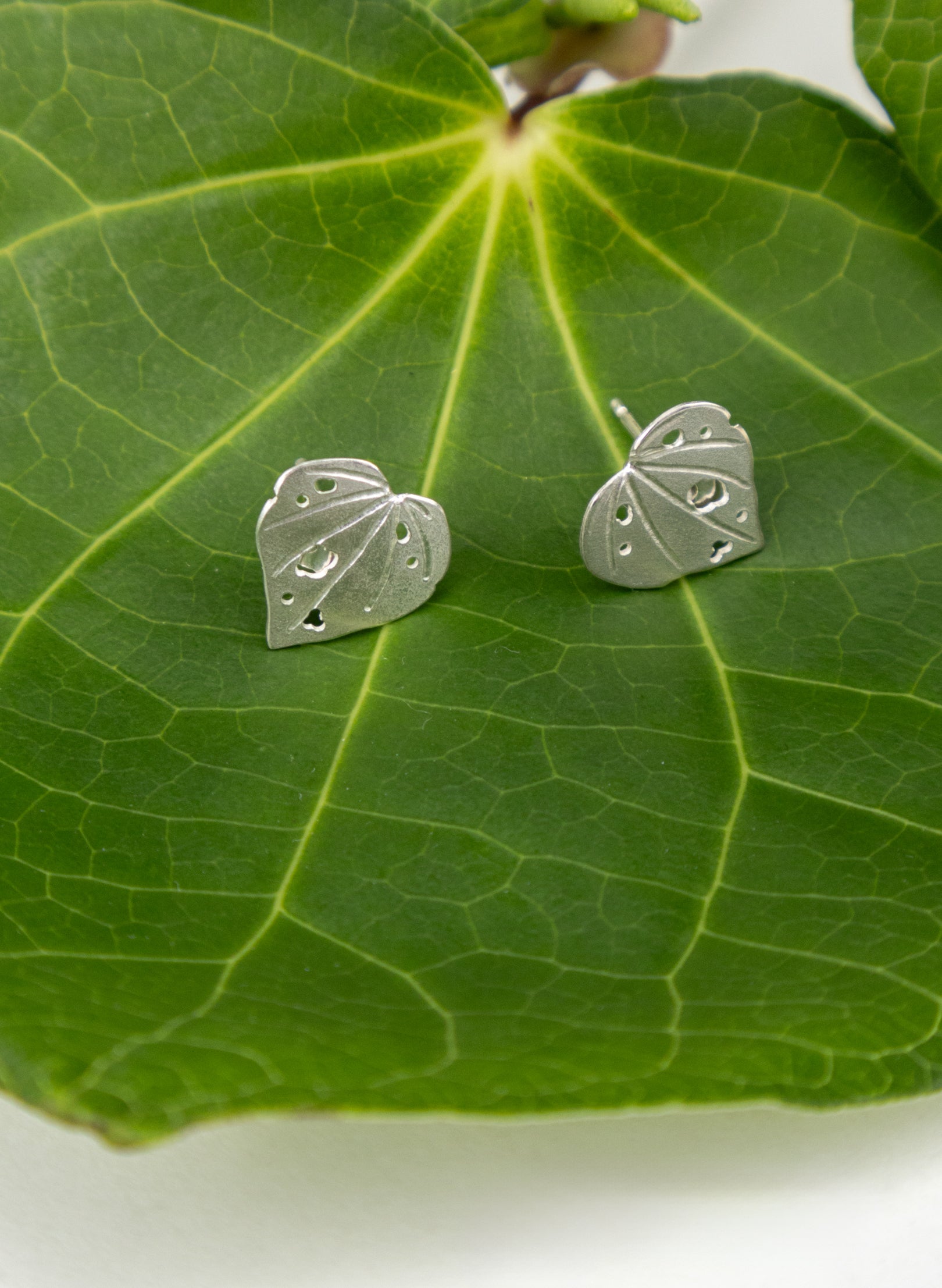 Kawakawa Studs