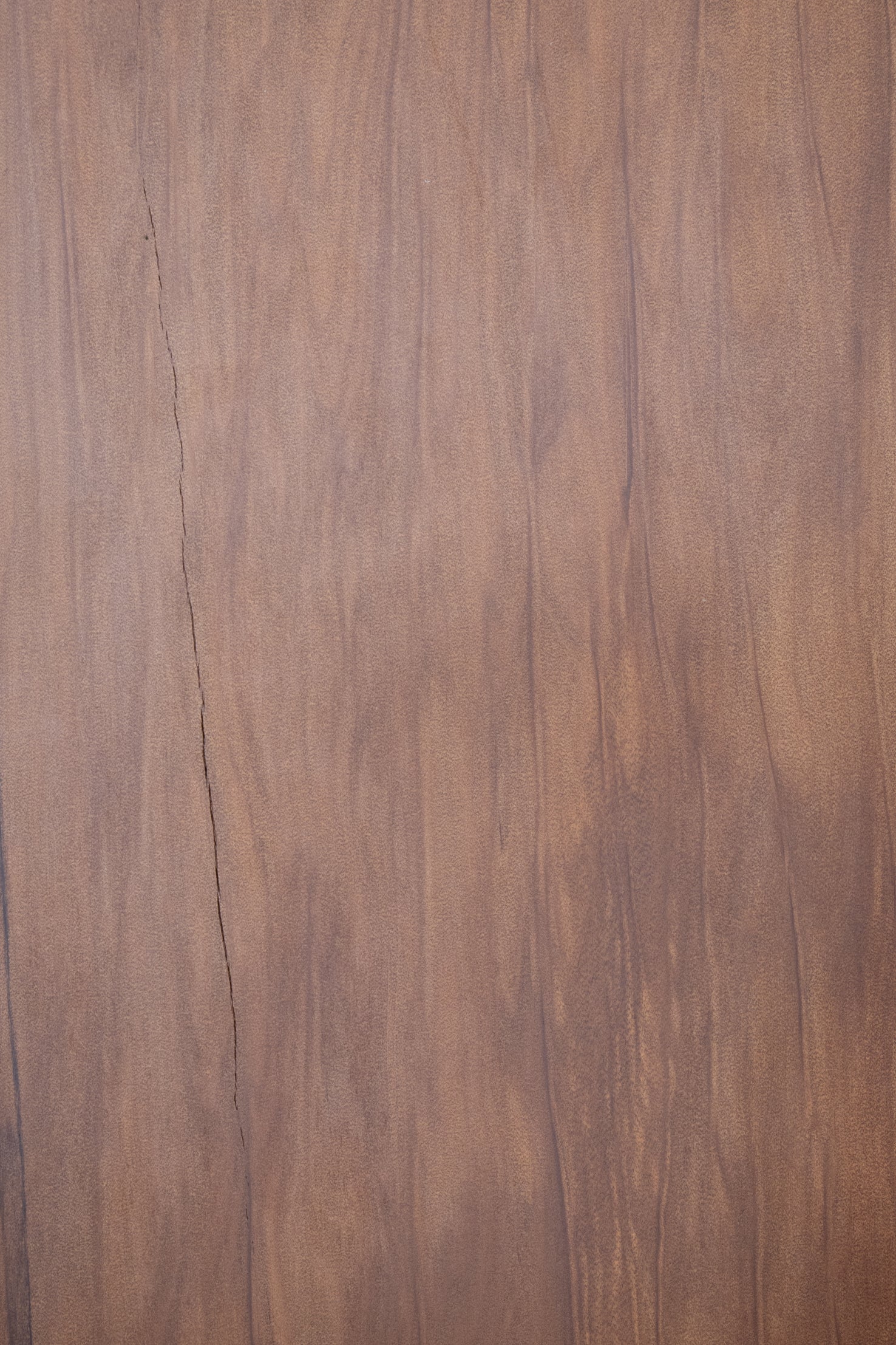 NZ Ancient Kauri Presentation Board