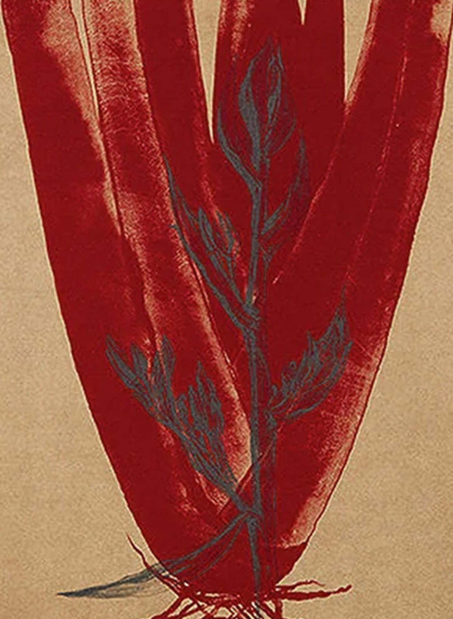 Harakeke // New Zealand Flax