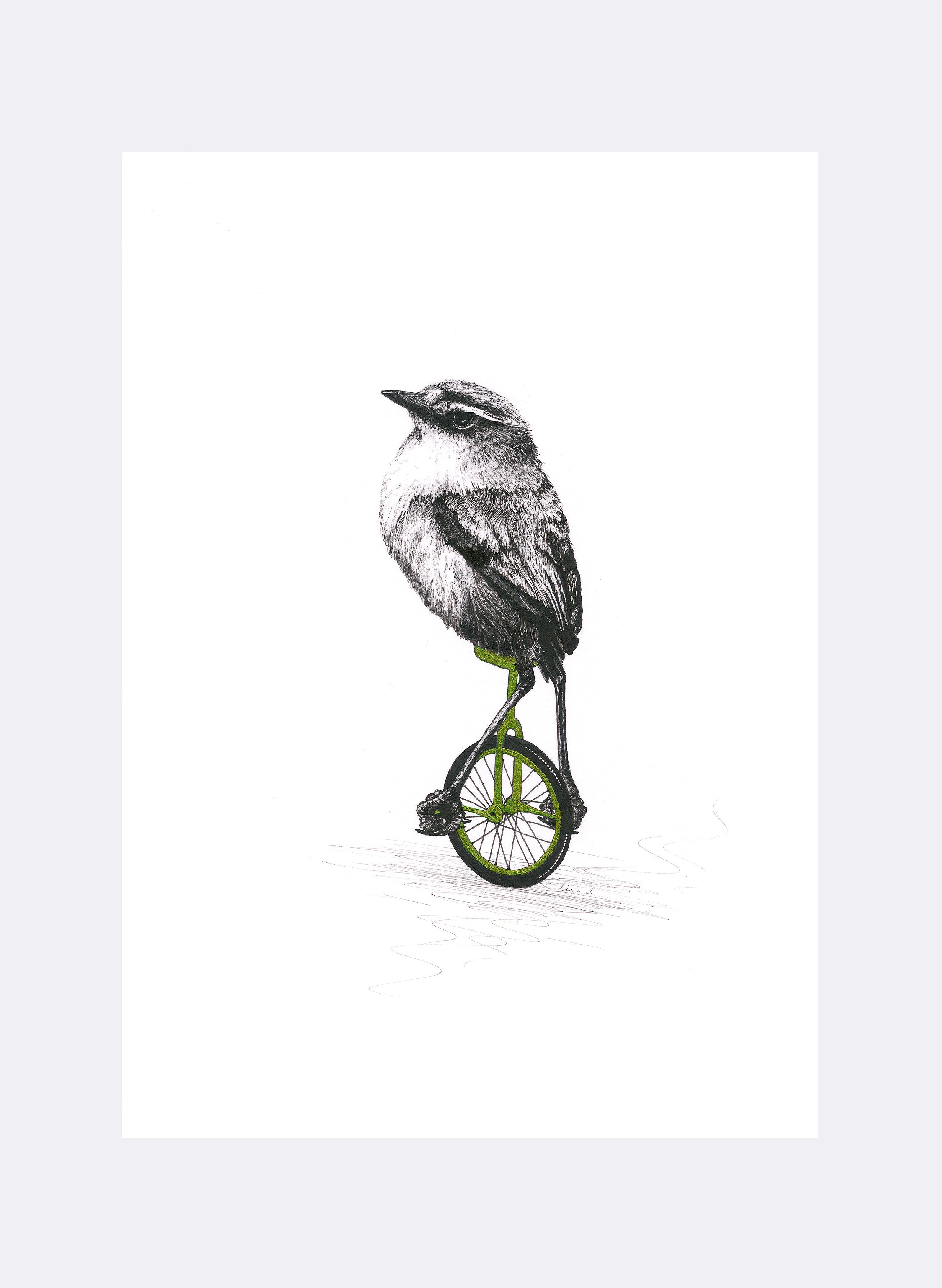 Rock Wren On A Unicycle - Giclée Print