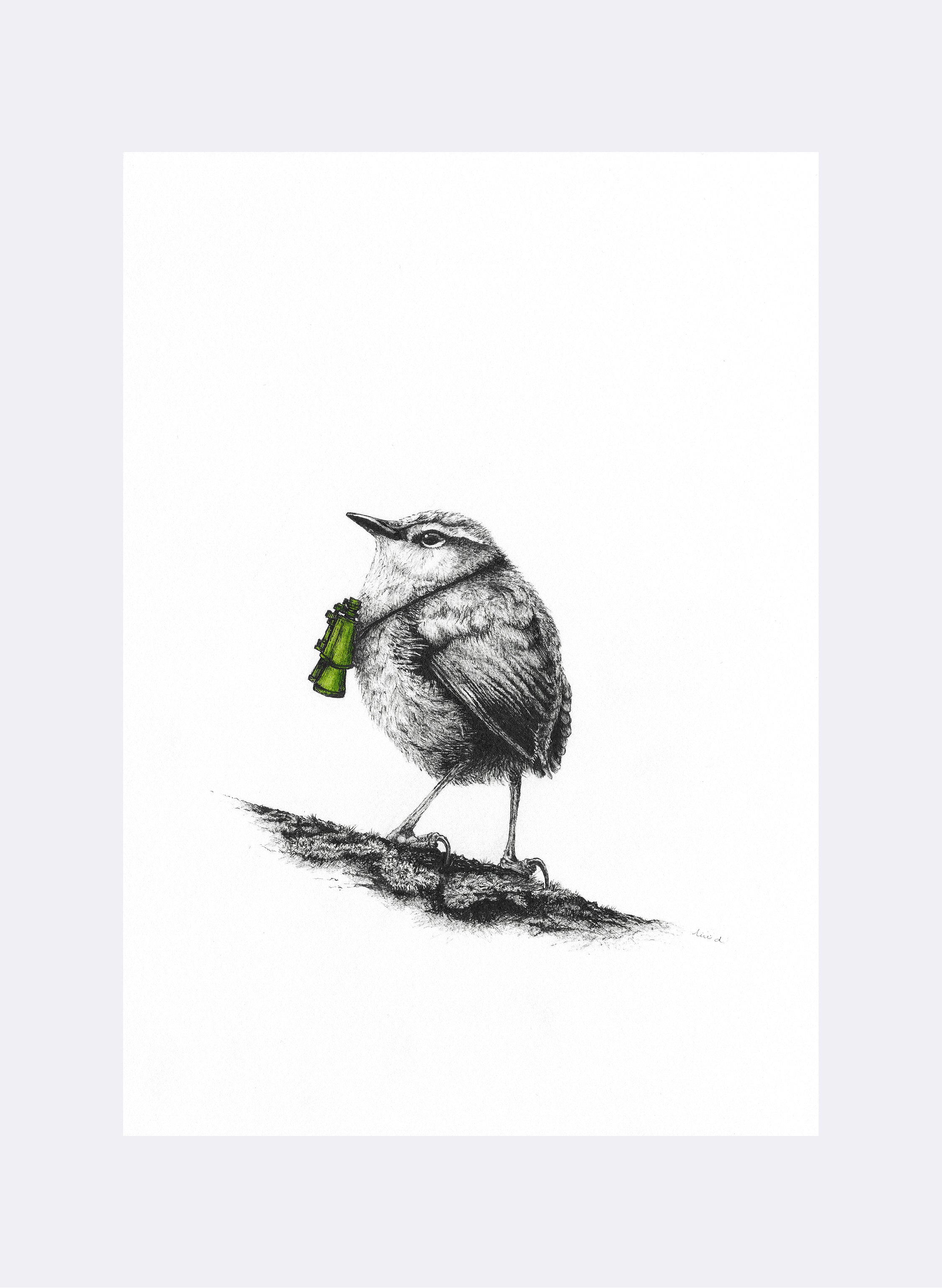 Rock Wren w/ Binoculars - Giclée Print