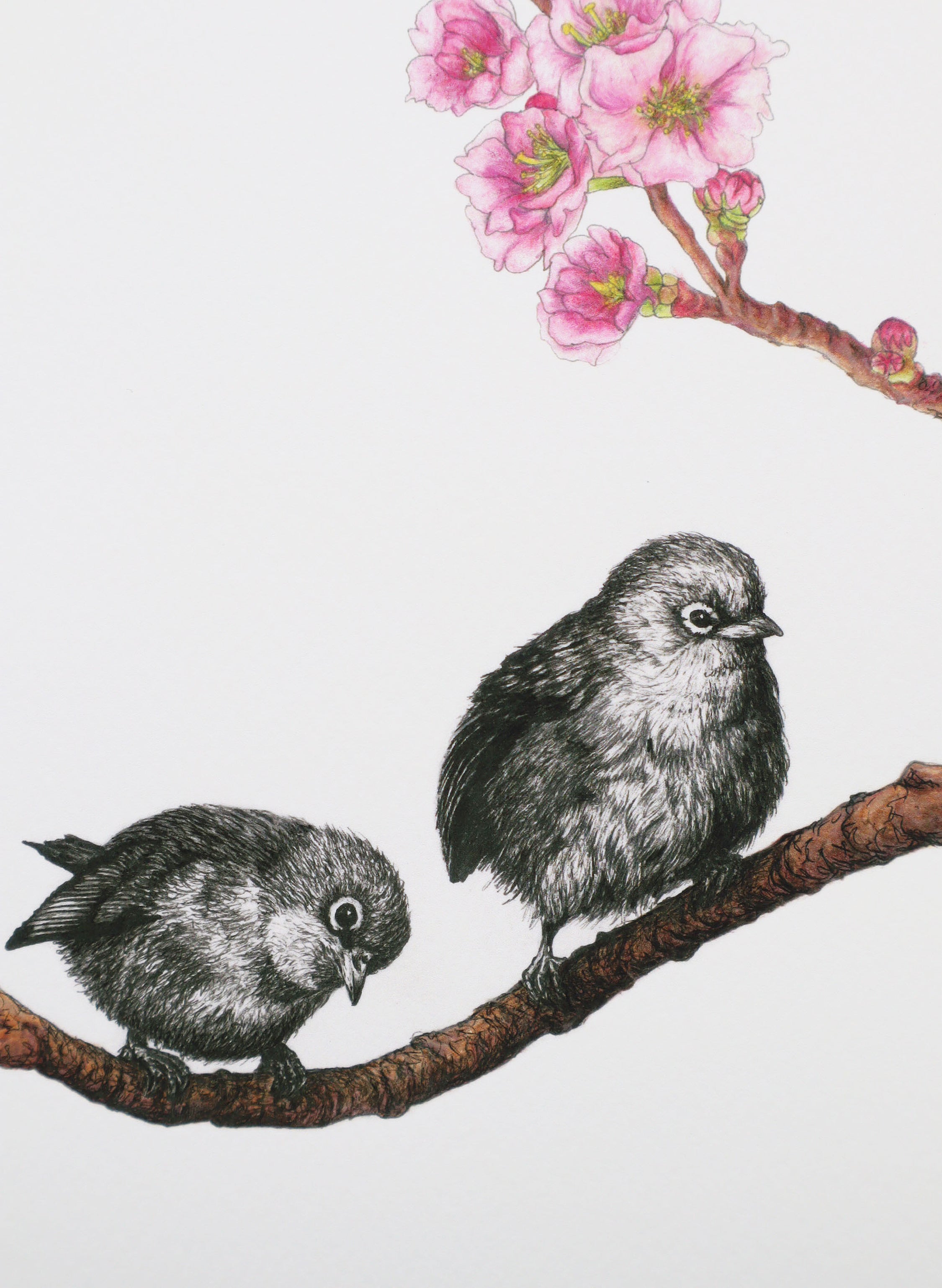 Waxeyes on Blossom Branch - Giclée Print