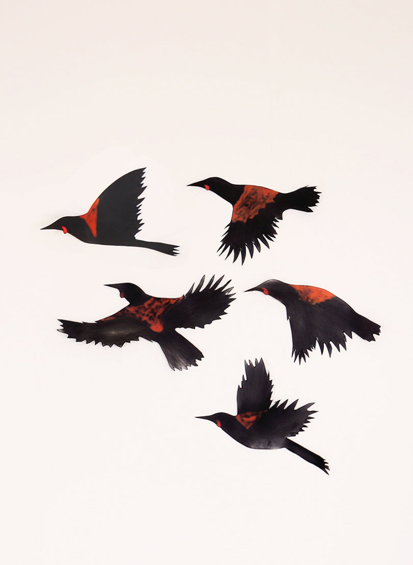 NZ Set of tīeke (Saddleback)