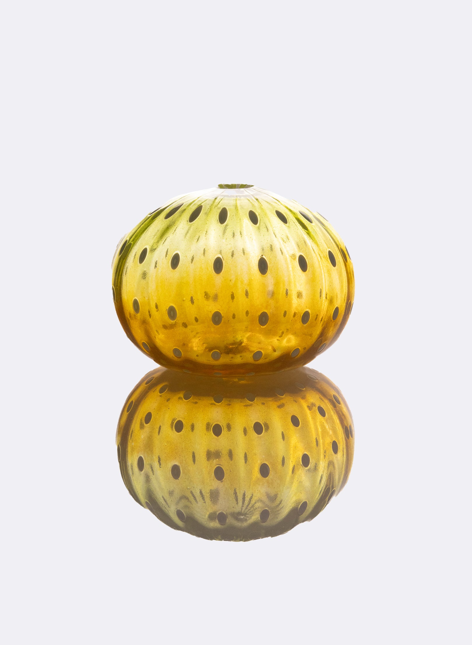 Sea Urchin - Yellows
