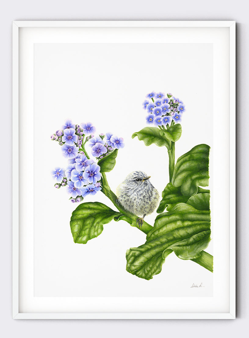 Rifleman on Chatham Island Lily - Giclée Print