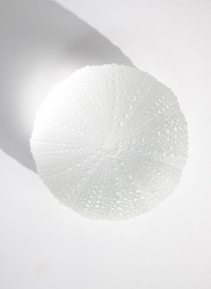 XLarge Sea Urchin - Clear