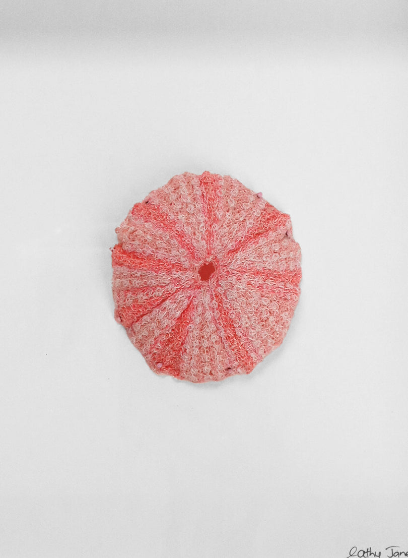 Pink Kina Shell
