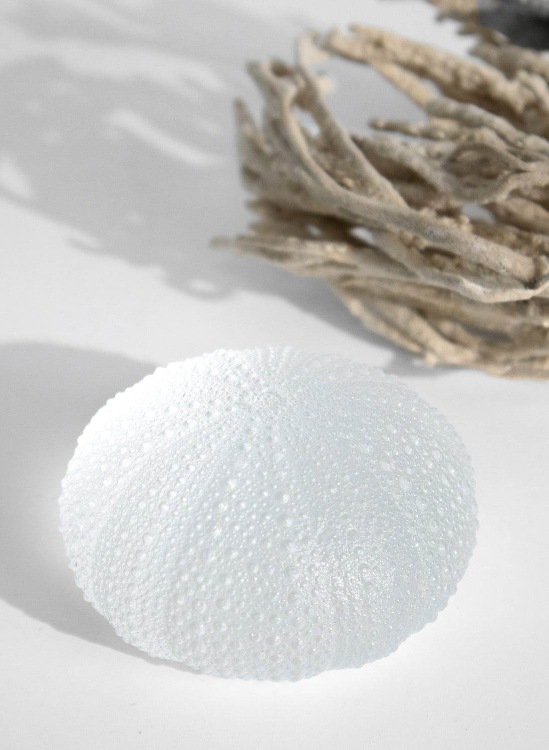 XLarge Sea Urchin - Clear