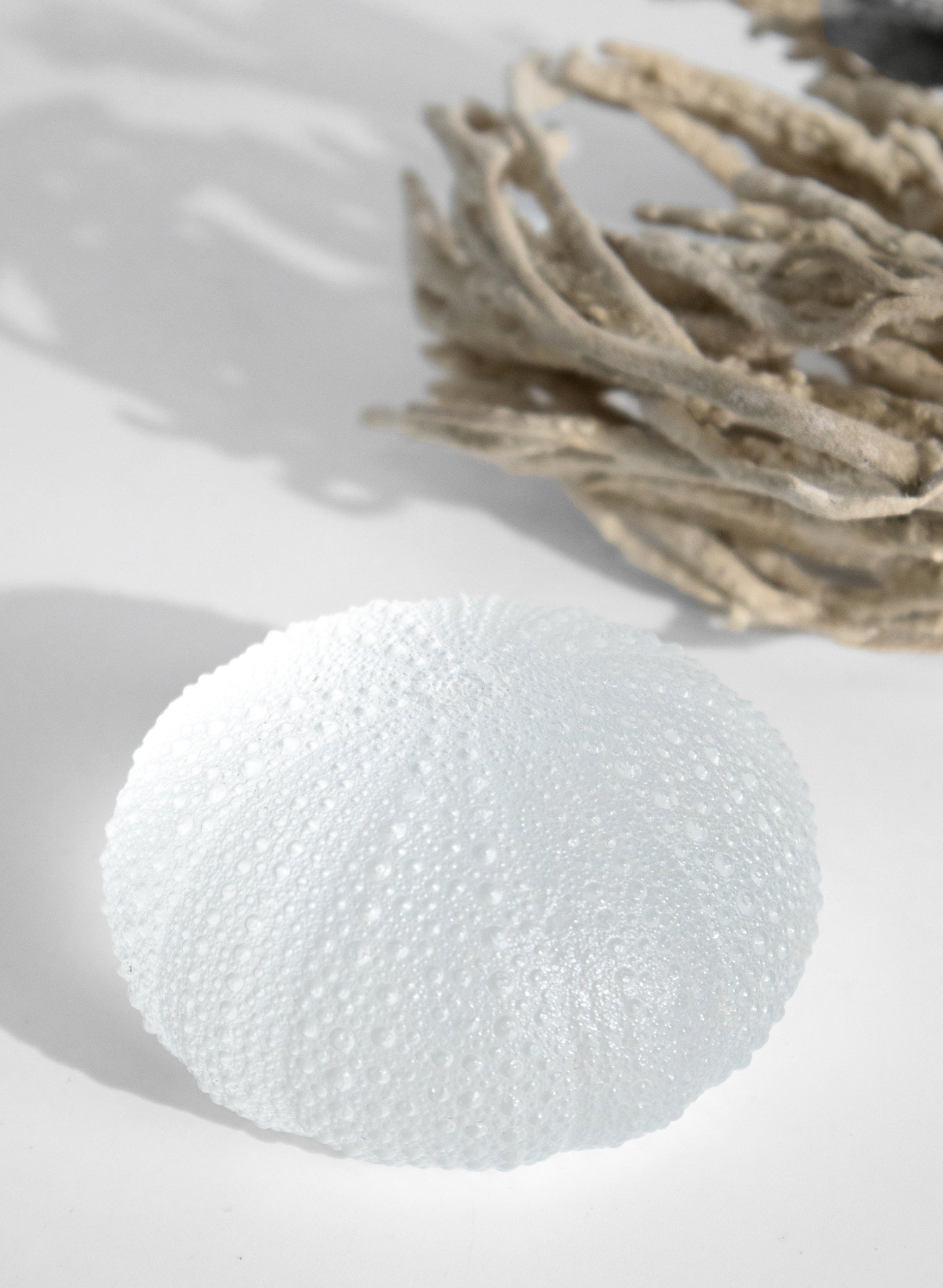 XLarge Sea Urchin - Clear