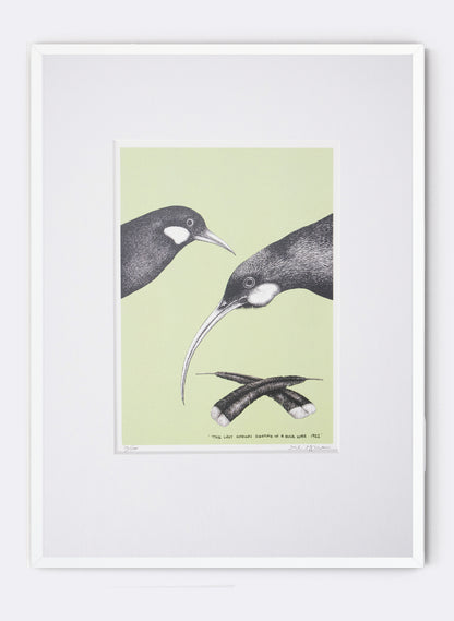 The Last Known Sighting of a Huia (Green) - Digital Print
