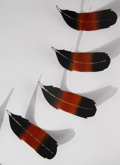 Saddleback Feathers
